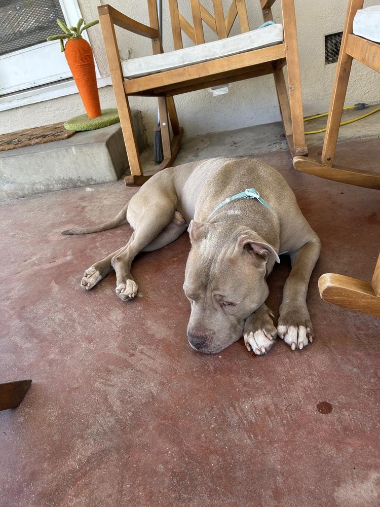 Enlarge KIERAN, a Adoptable mixed breed in Beaumont, CA image 4/4