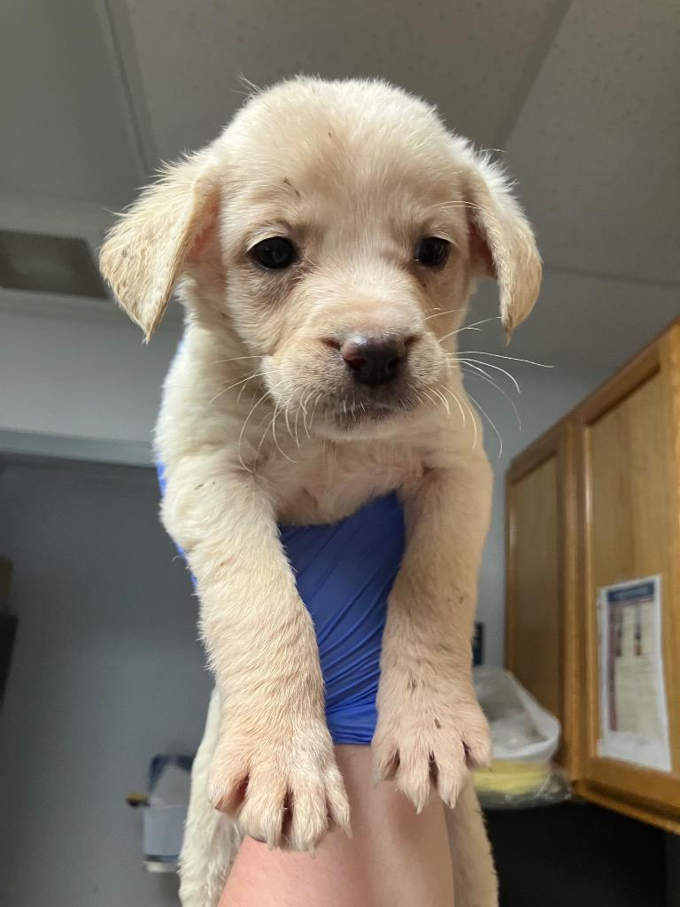 Skye, Adoptable, Puppy Female Mixed Breed.