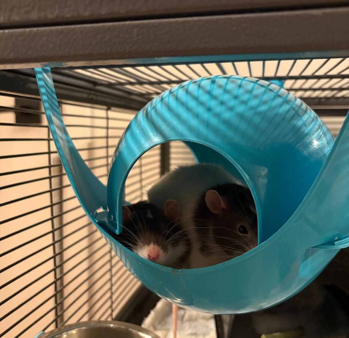 Enlarge Peanut, Butter and Jelly, an adoptable Rat in Irvine, CA image 2/4