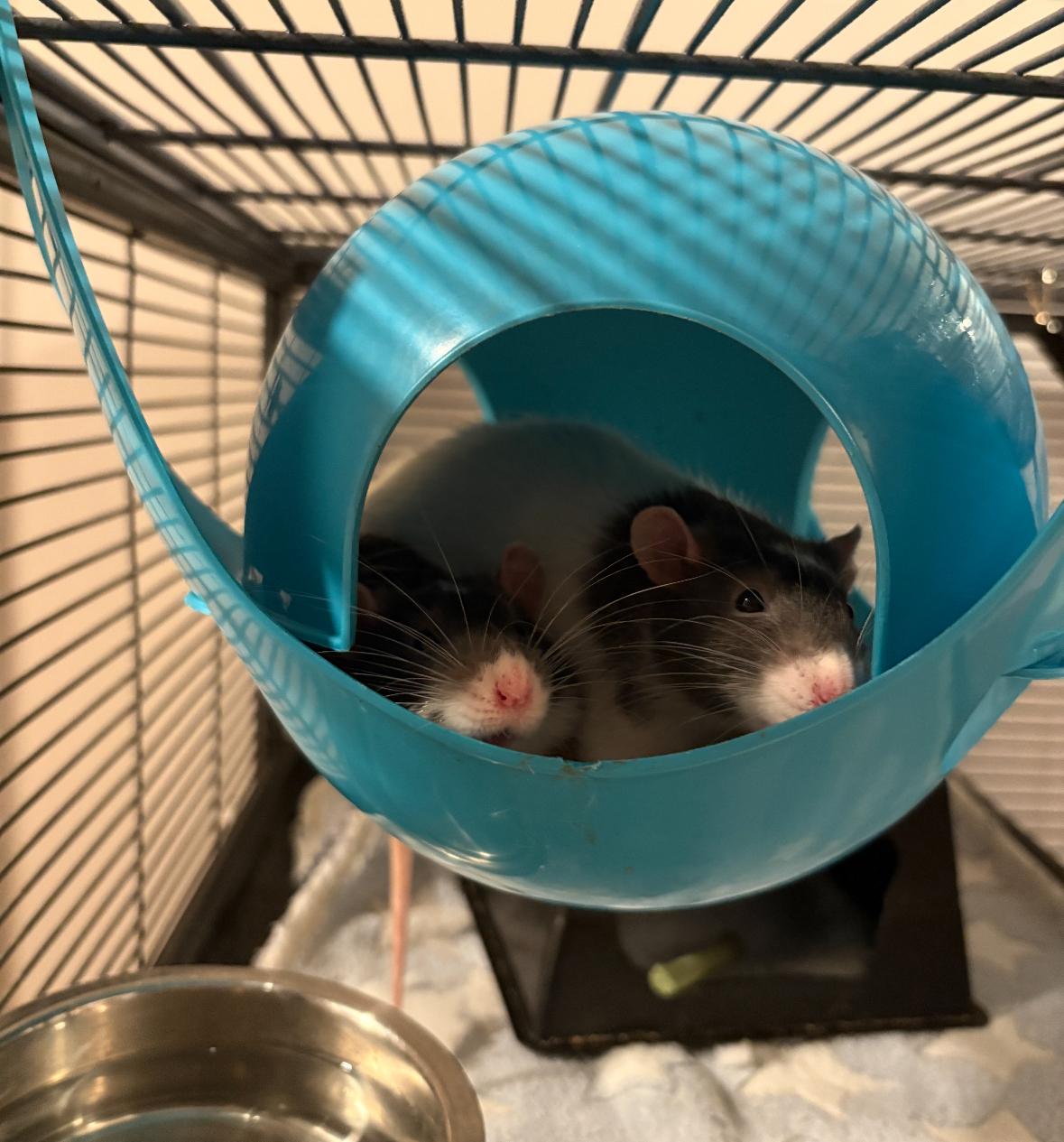 Enlarge Peanut, Butter and Jelly, an adoptable Rat in Irvine, CA image 3/4