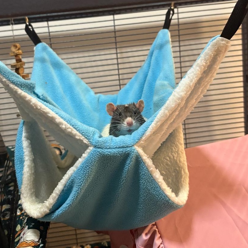 Enlarge Peanut, Butter and Jelly, an adoptable Rat in Irvine, CA image 1/4