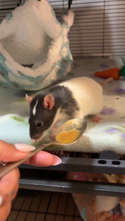 Enlarge Peanut, Butter and Jelly, an adoptable Rat in Irvine, CA video 4/4