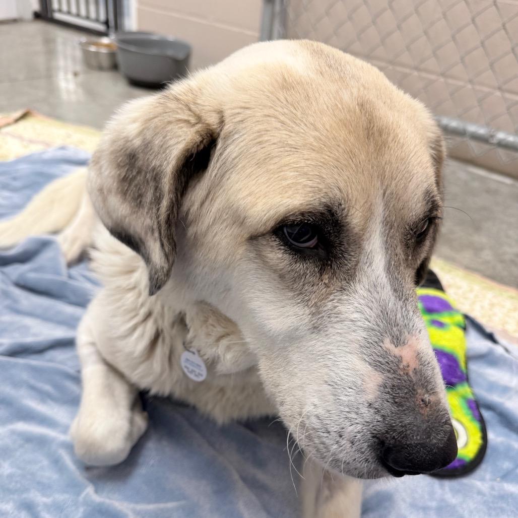 Sunny, Adoptable, Young Female Great Pyrenees.