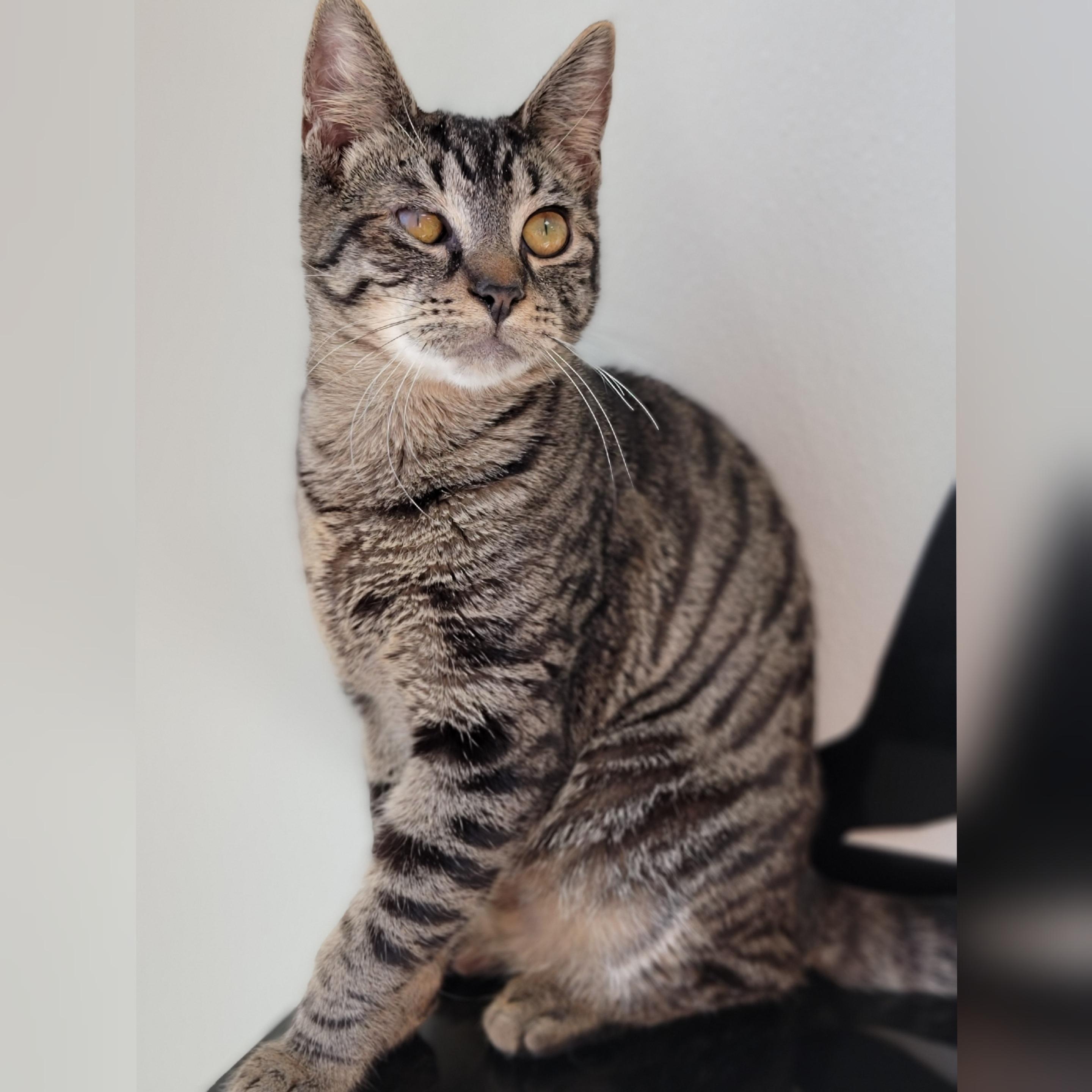 Grim, Adoptable, Adult Male Domestic Short Hair.