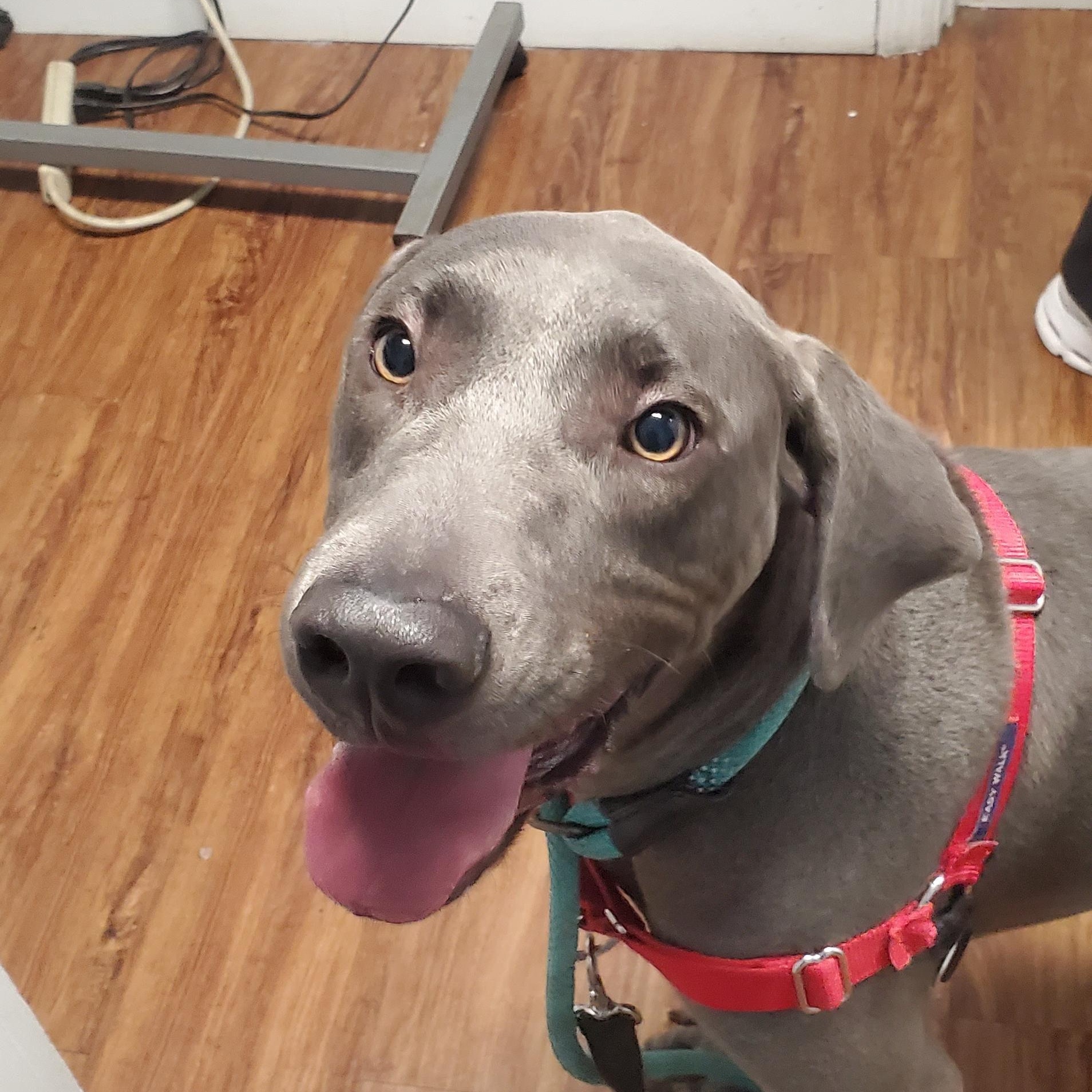 Oscar, a Adoptable mixed breed in Birmingham, AL image 1/3