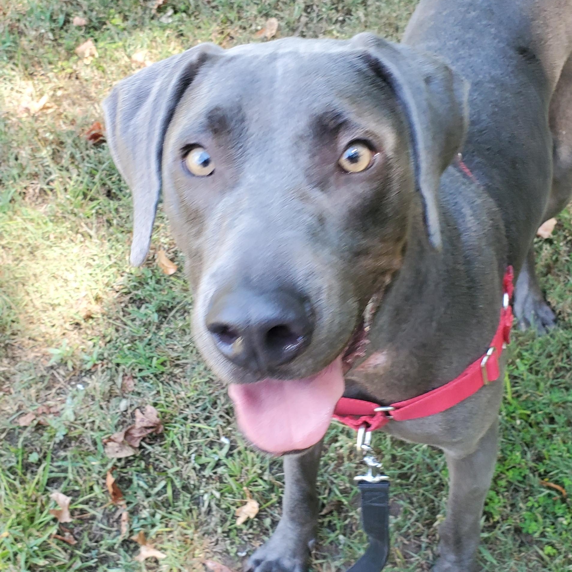 Oscar, a Adoptable mixed breed in Birmingham, AL image 2/3