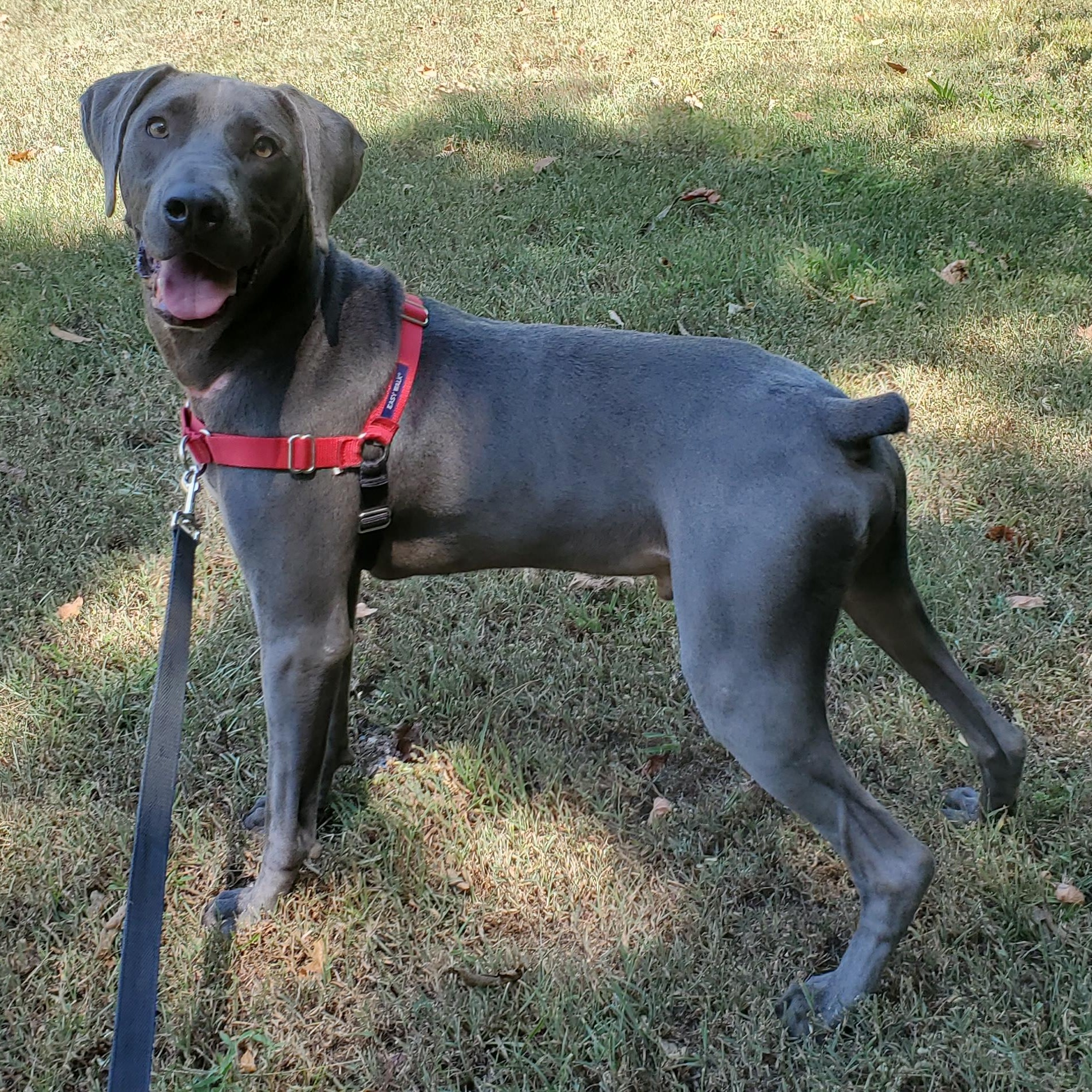 Oscar, a Adoptable mixed breed in Birmingham, AL image 3/3