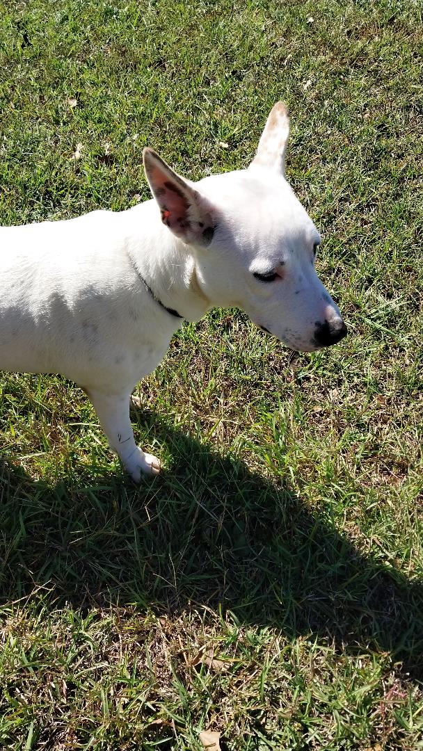 Reins, a Adoptable mixed breed in Sylacauga, AL image 2/3