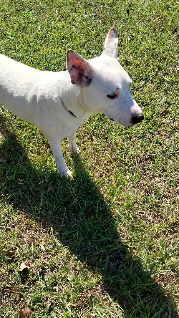 Reins, a Adoptable mixed breed in Sylacauga, AL image 3/3