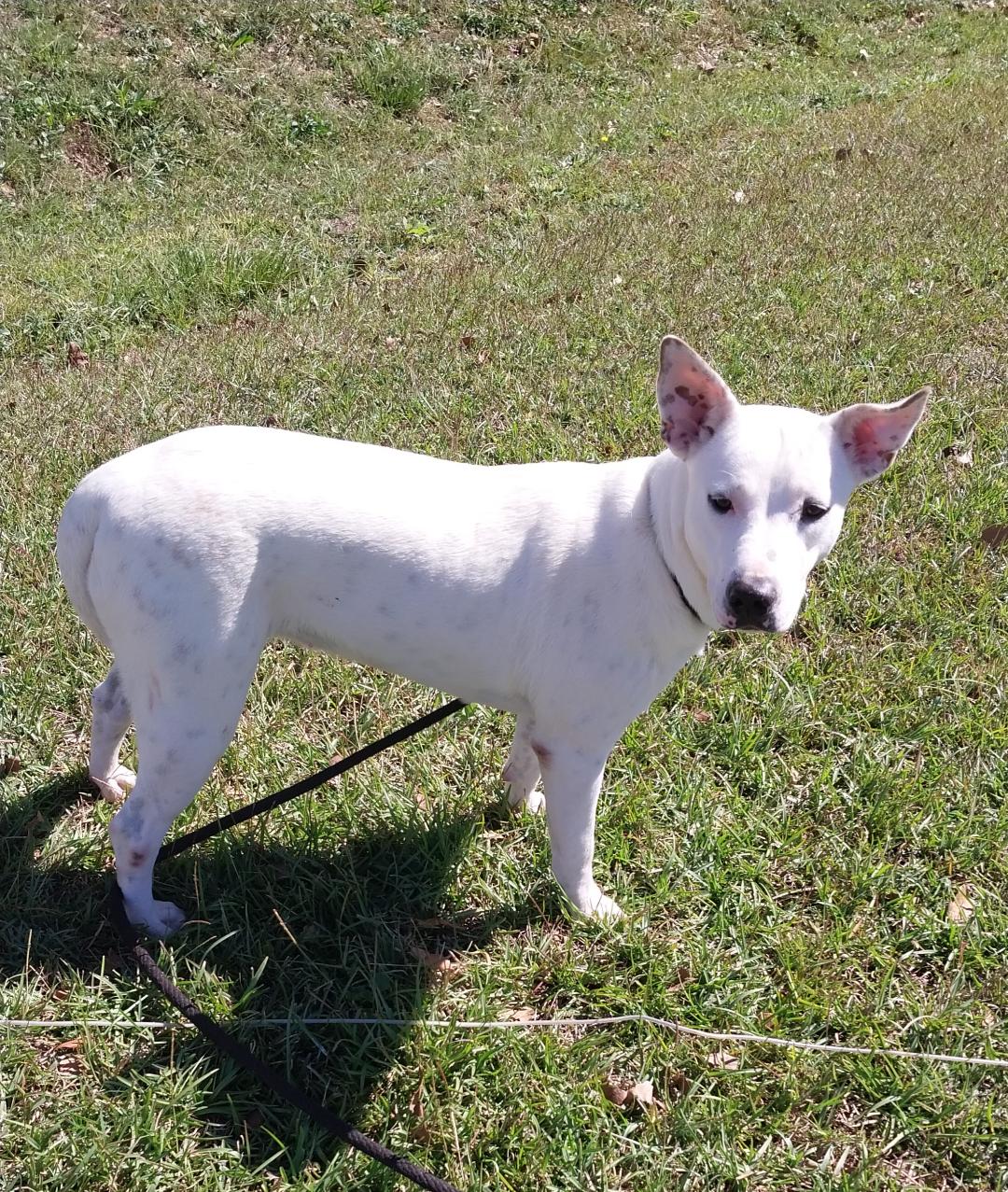 Reins, a Adoptable mixed breed in Sylacauga, AL image 1/3