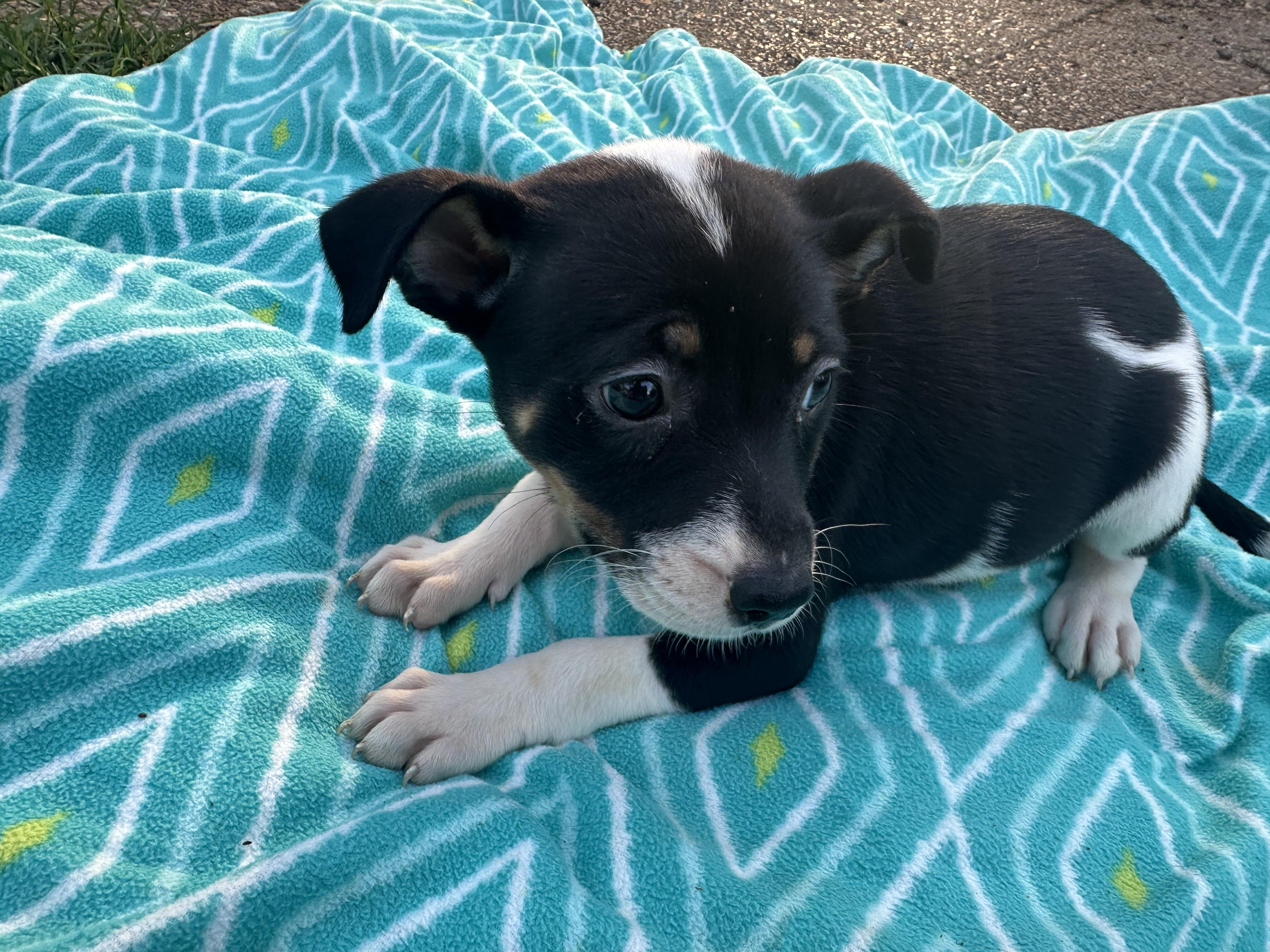 Allie (Tombstone Litter), a ADOPTABLE mixed breed in Mount Juliet, TN image 2/6