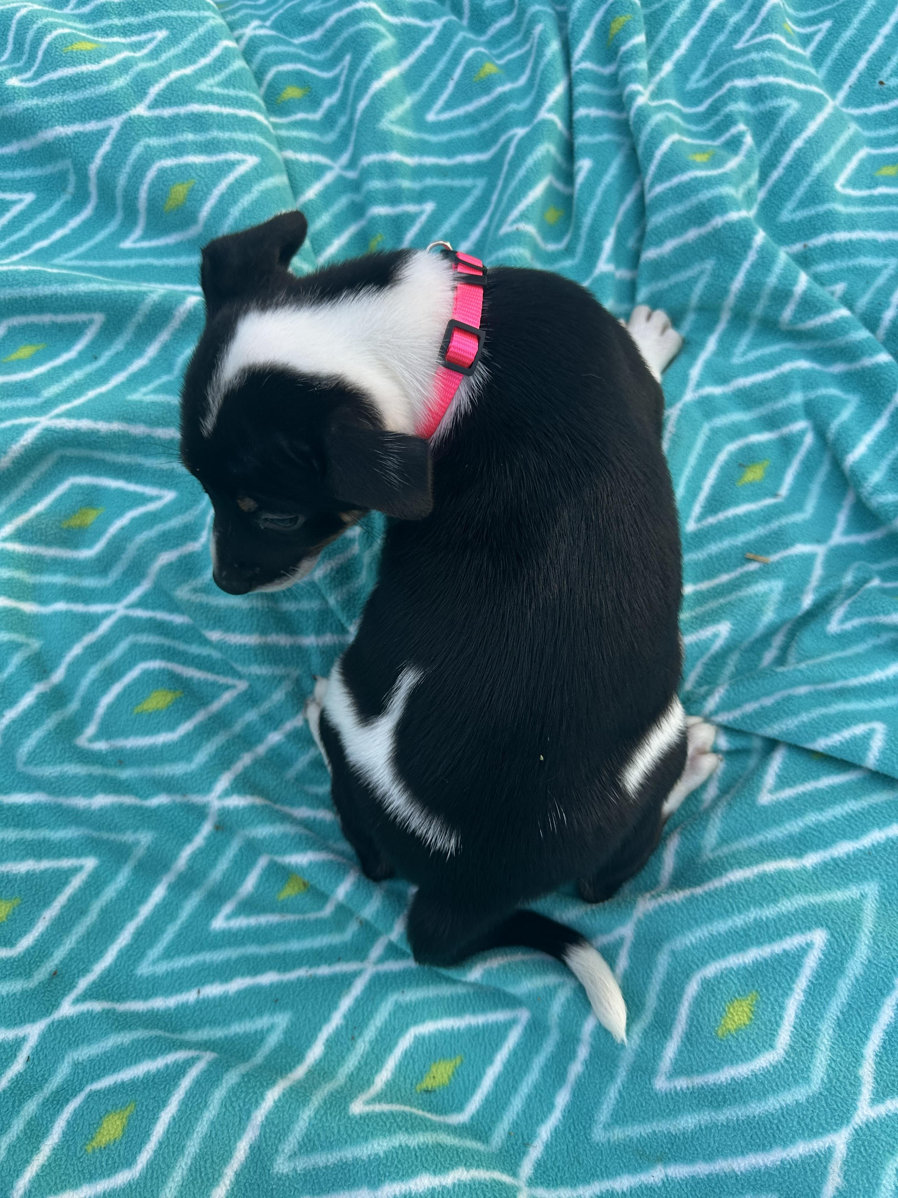 Allie (Tombstone Litter), a ADOPTABLE mixed breed in Mount Juliet, TN image 4/6