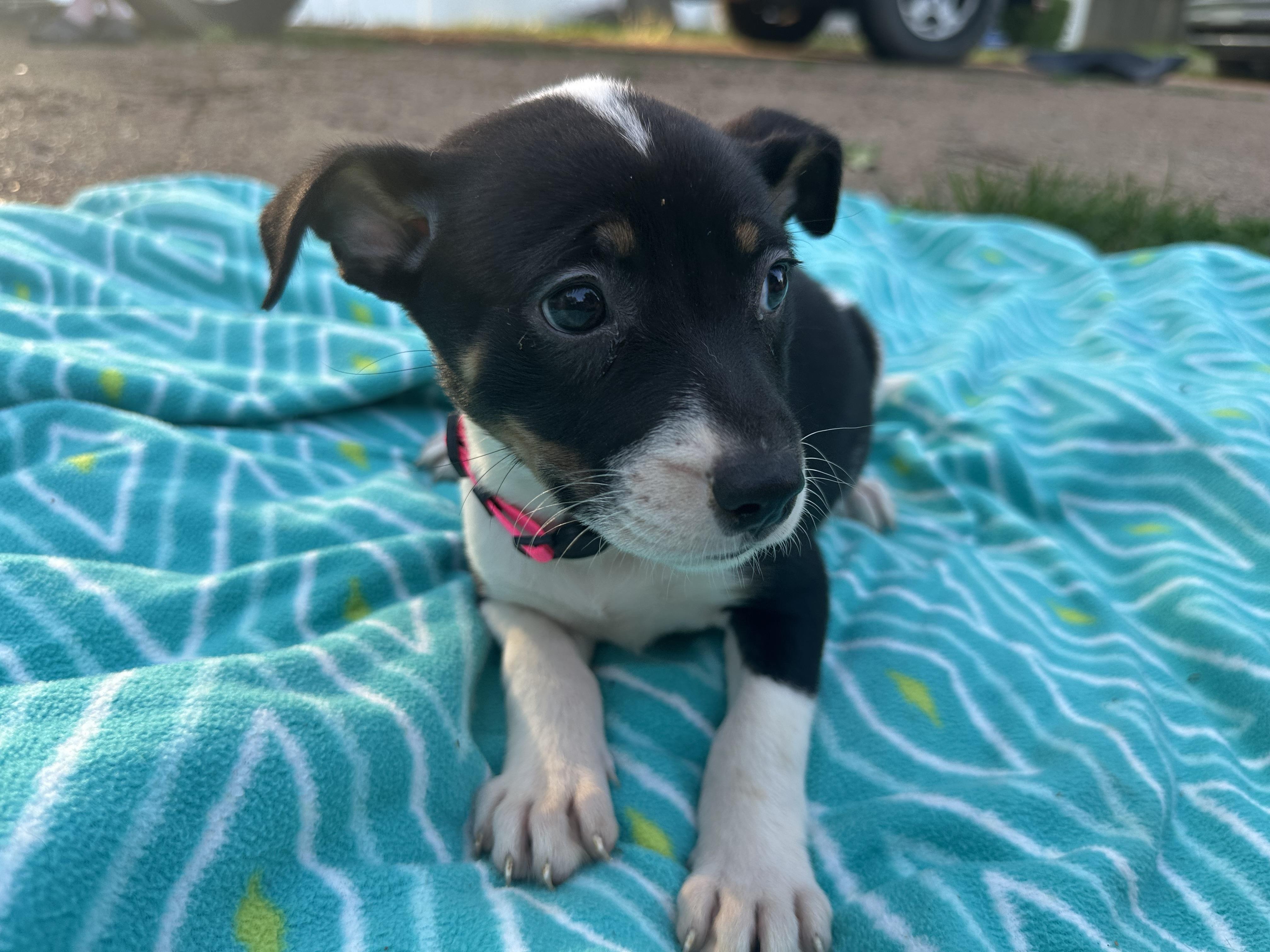 Allie (Tombstone Litter), a ADOPTABLE mixed breed in Mount Juliet, TN image 6/6