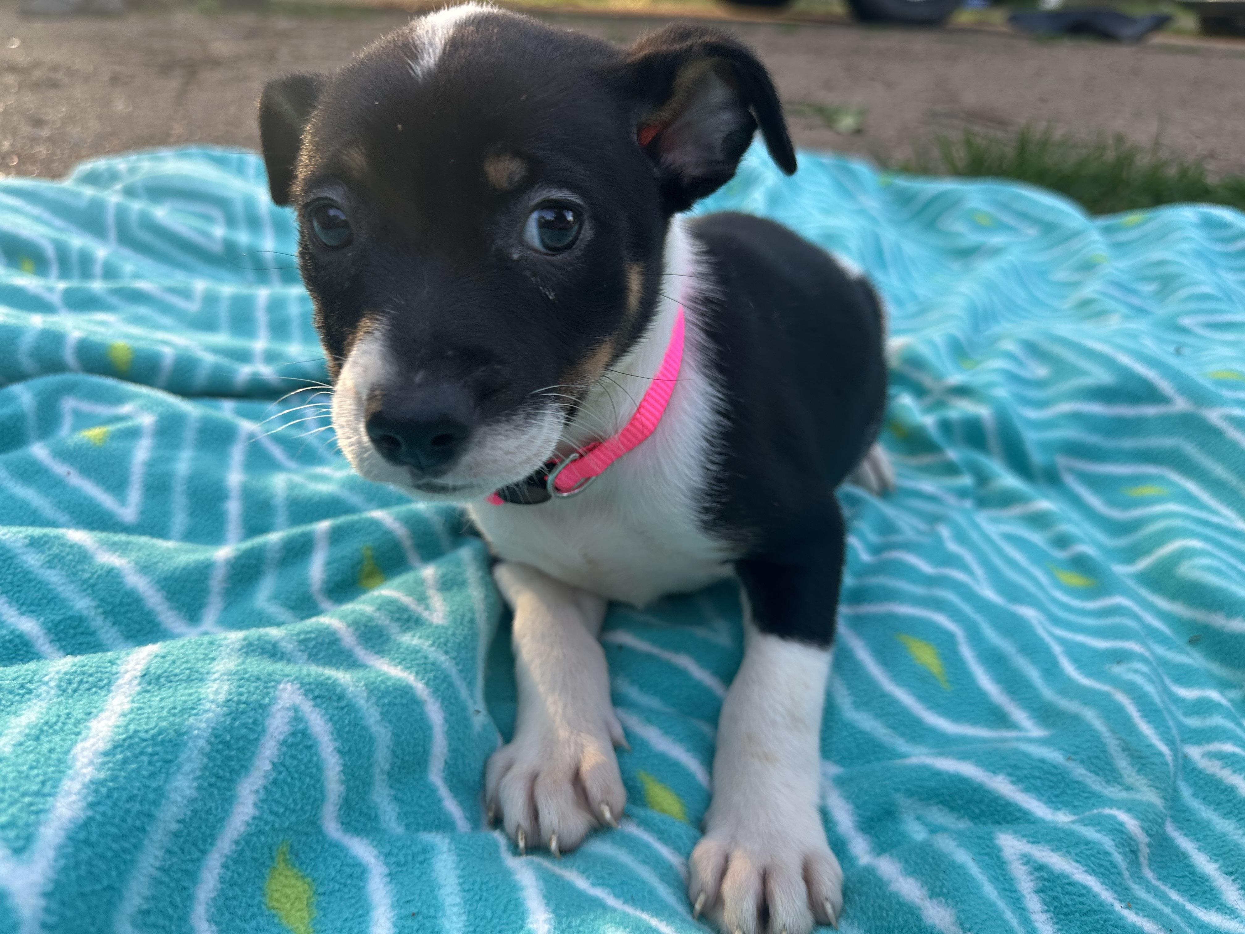 Allie (Tombstone Litter), a ADOPTABLE mixed breed in Mount Juliet, TN image 3/6