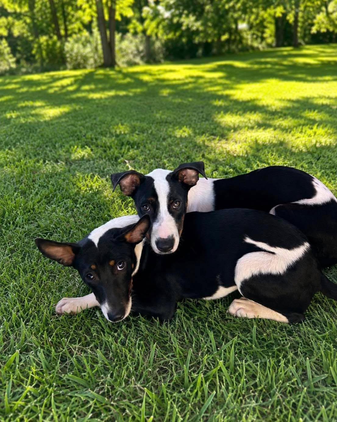 Allie (Tombstone Litter), ADOPTABLE, Young Female Australian Cattle Dog / Blue Heeler & American Staffordshire Terrier.