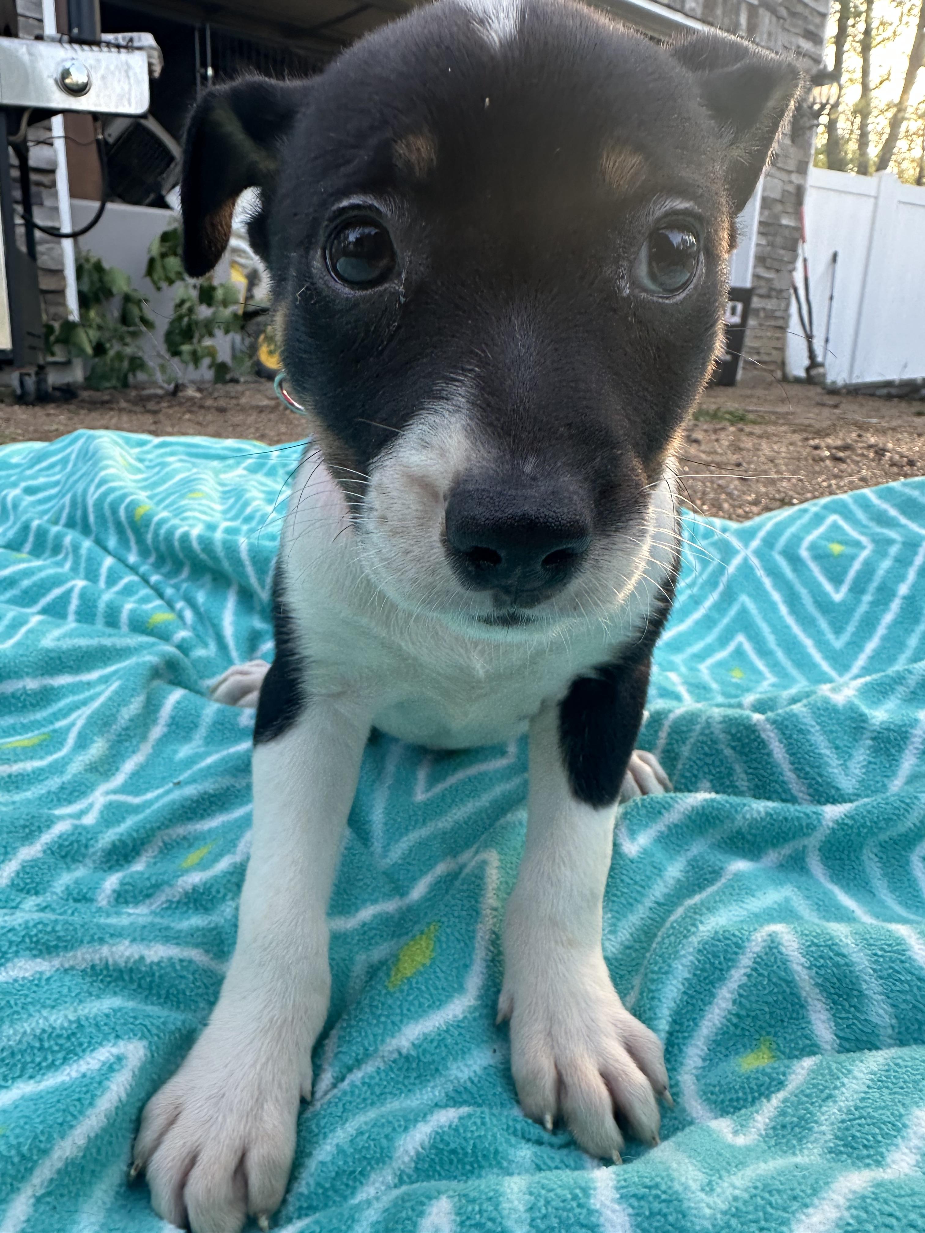 Allie (Tombstone Litter), a ADOPTABLE mixed breed in Mount Juliet, TN image 5/6