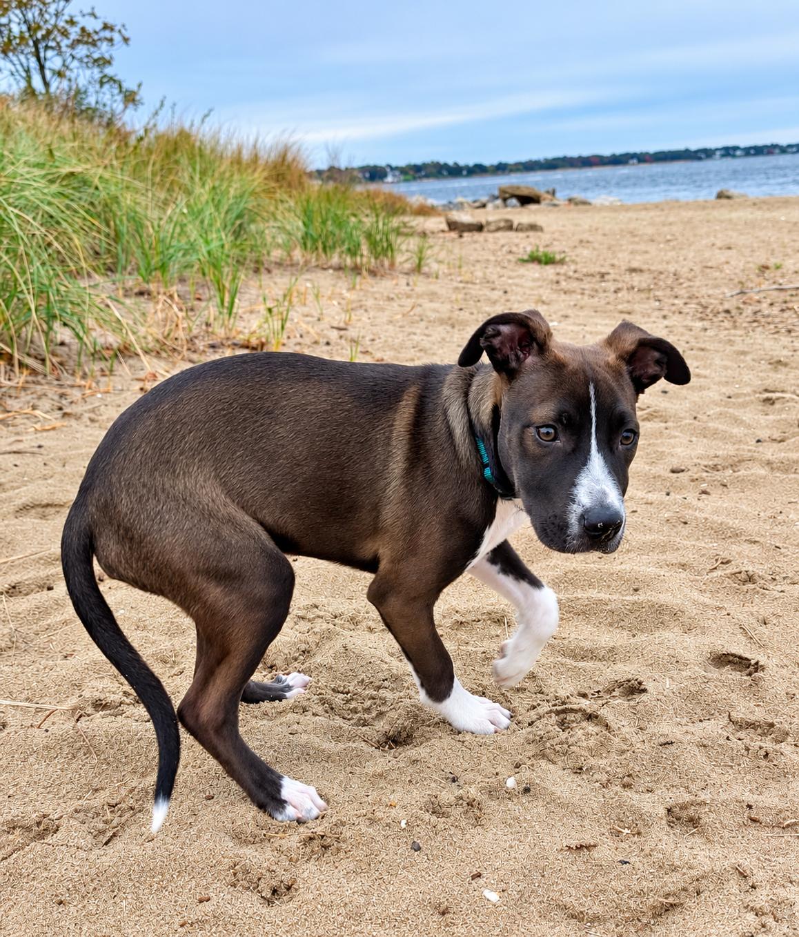Enlarge Pat, a Adoptable mixed breed in Warwick, RI image 4/6