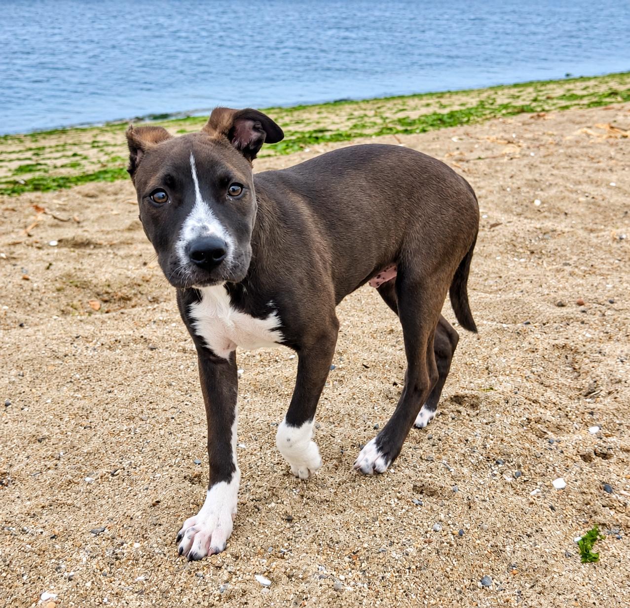 Enlarge Pat, a Adoptable mixed breed in Warwick, RI image 1/6