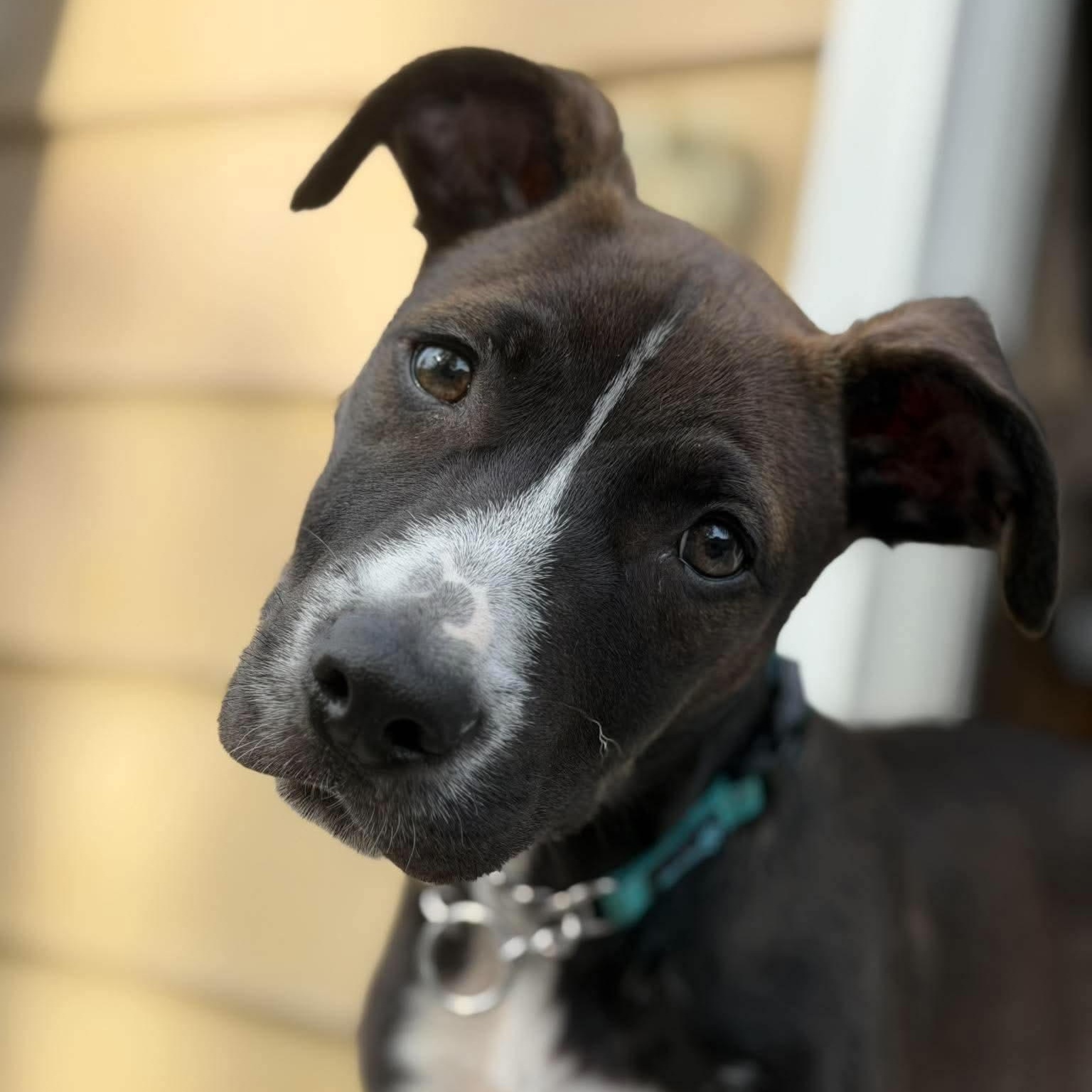 Enlarge Pat, a Adoptable mixed breed in Warwick, RI image 3/6