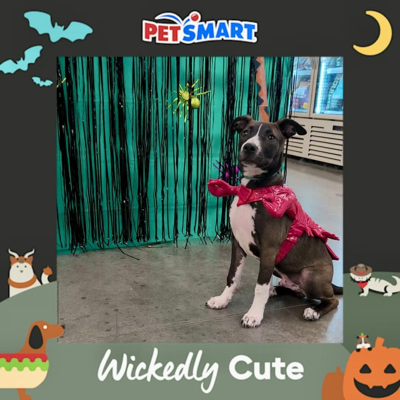 Enlarge Pat, a Adoptable mixed breed in Warwick, RI image 6/6
