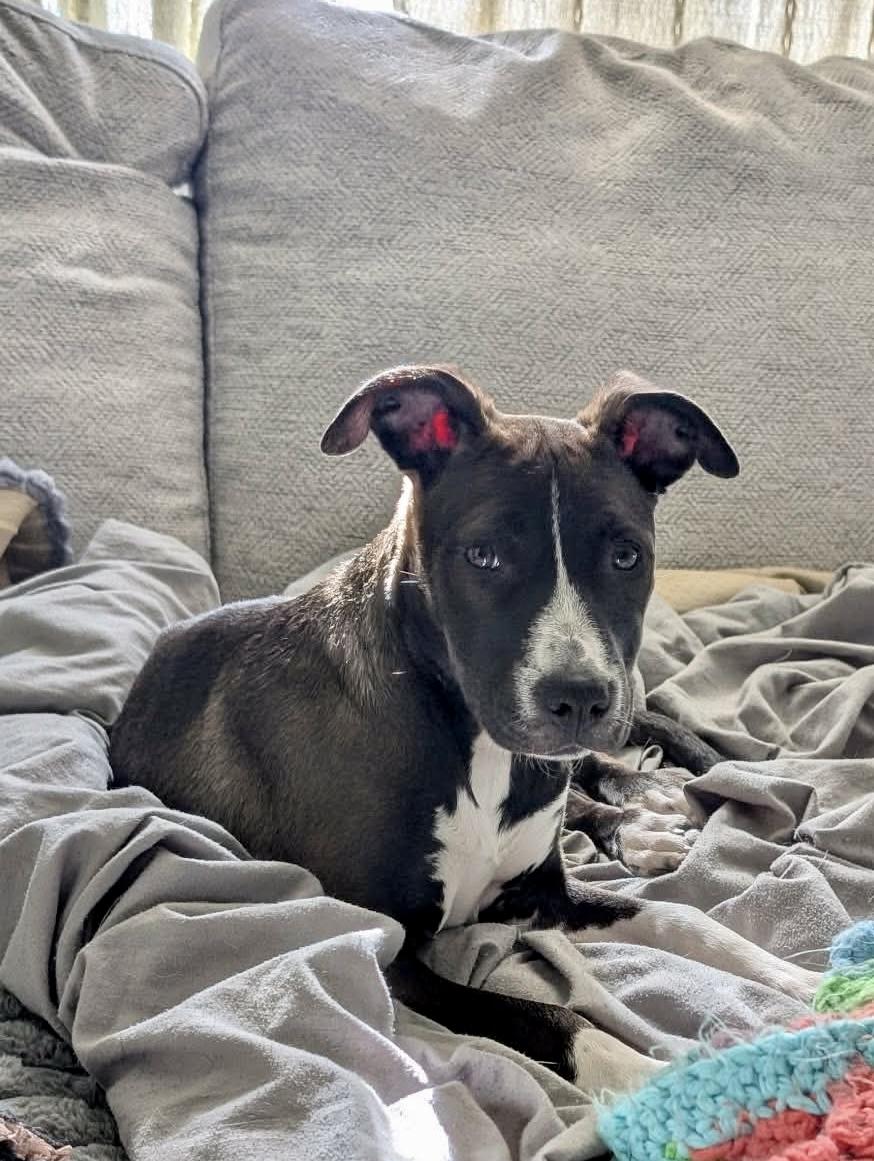 Enlarge Pat, a Adoptable mixed breed in Warwick, RI image 2/6