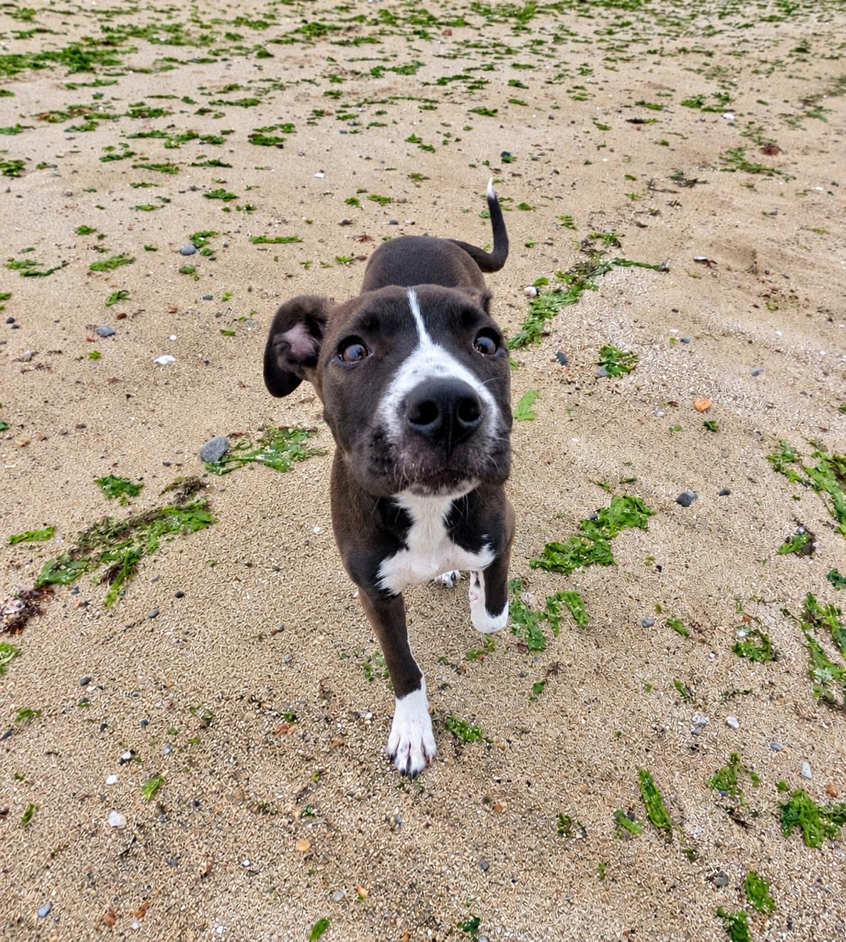 Enlarge Pat, a Adoptable mixed breed in Warwick, RI image 5/6
