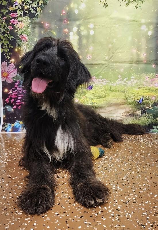 Oswald, Adoptable, Adult Male Poodle & Mixed Breed.