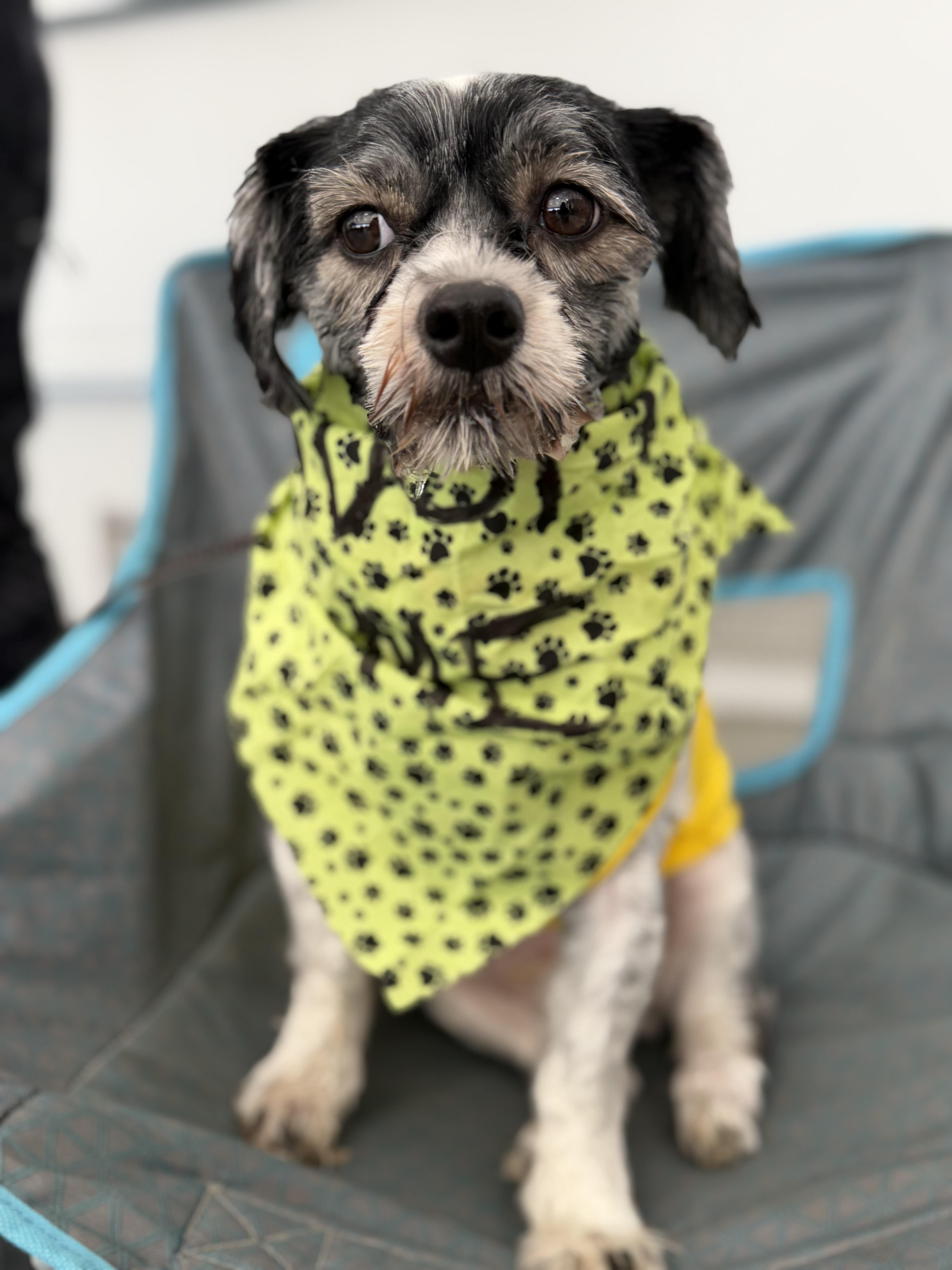 Enlarge Augustus, a Adoptable mixed breed in Delmar, NY image 4/5