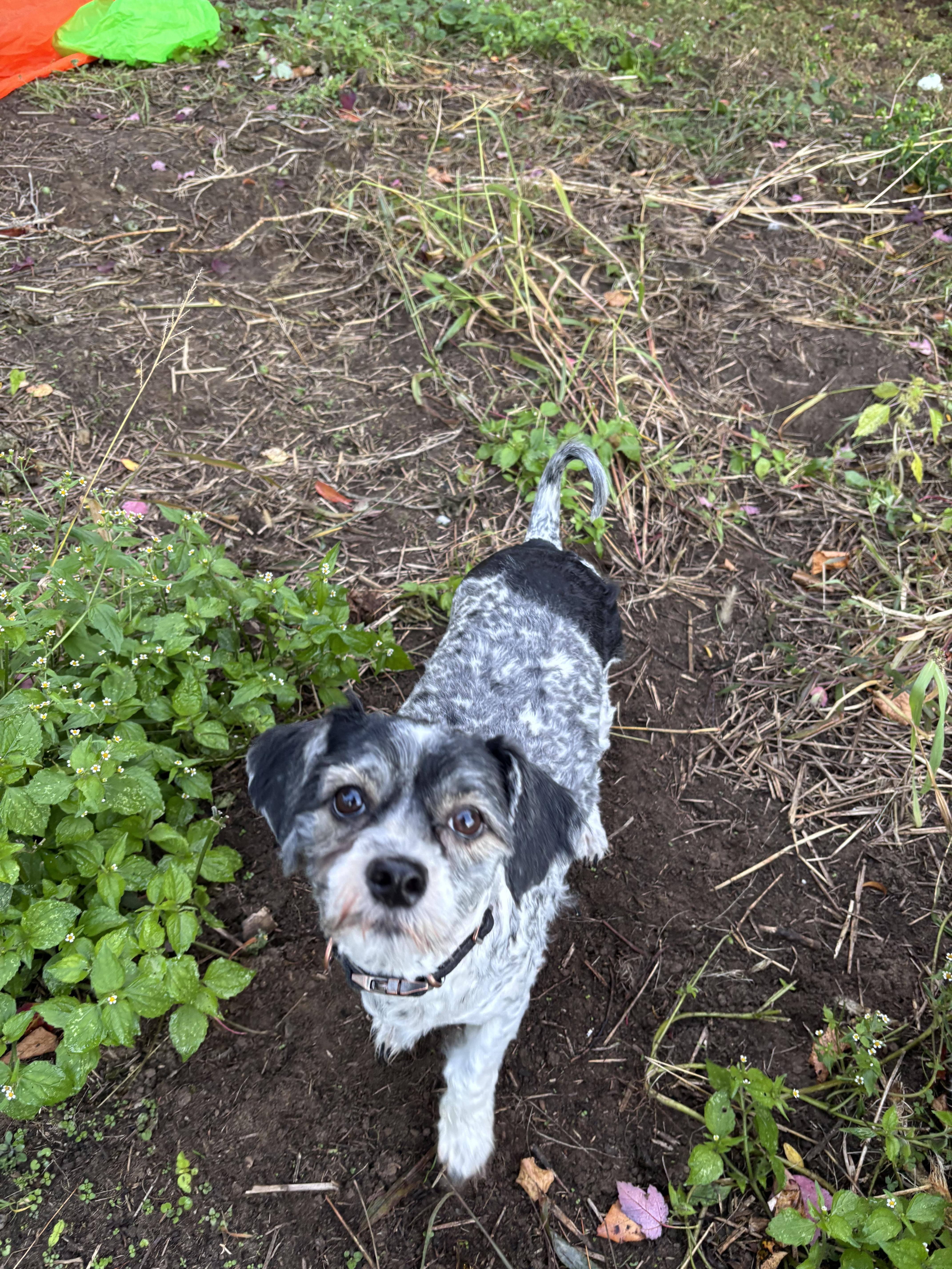 Enlarge Augustus, a Adoptable mixed breed in Delmar, NY image 5/5