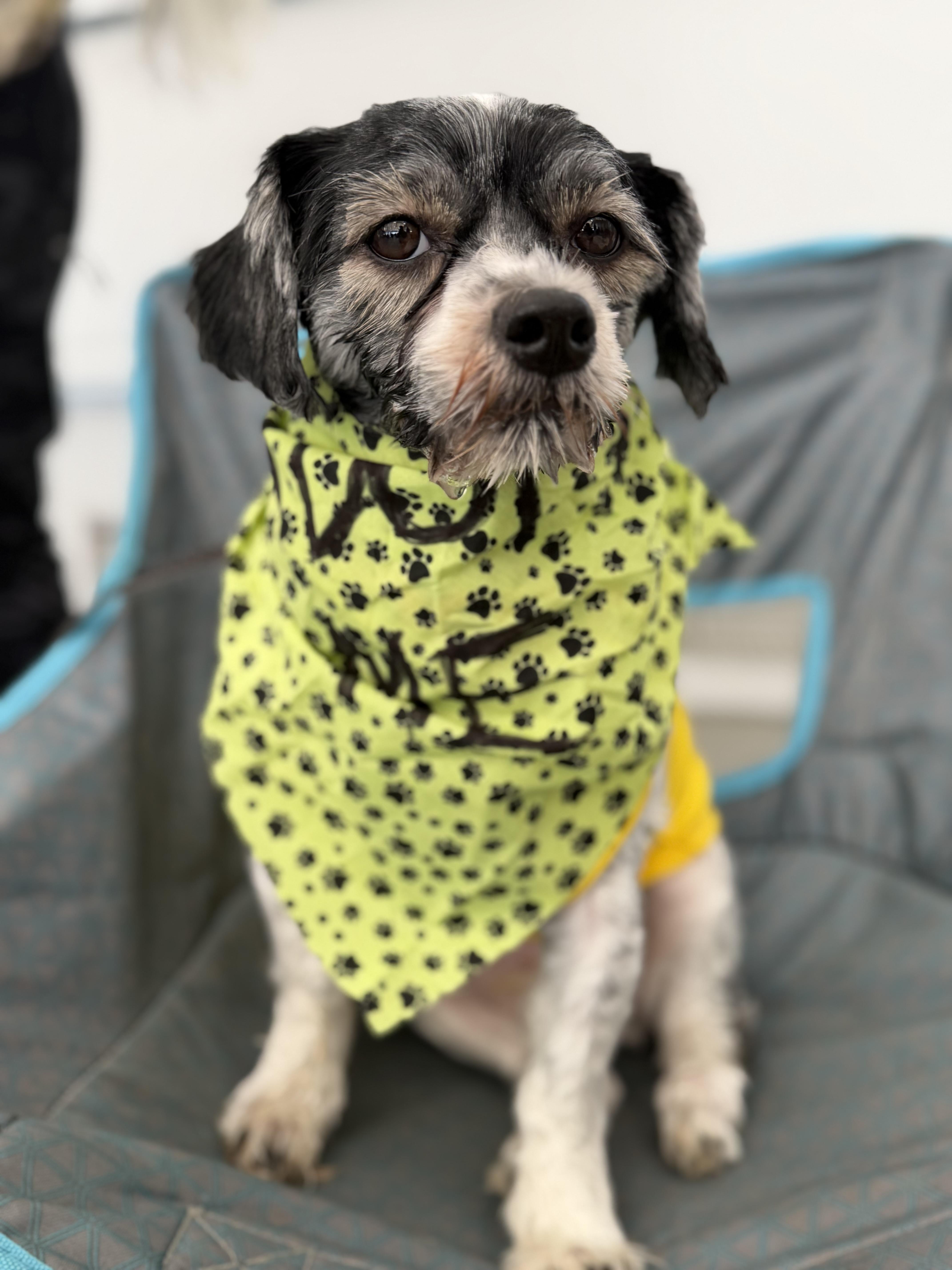 Enlarge Augustus, a Adoptable mixed breed in Delmar, NY image 3/5