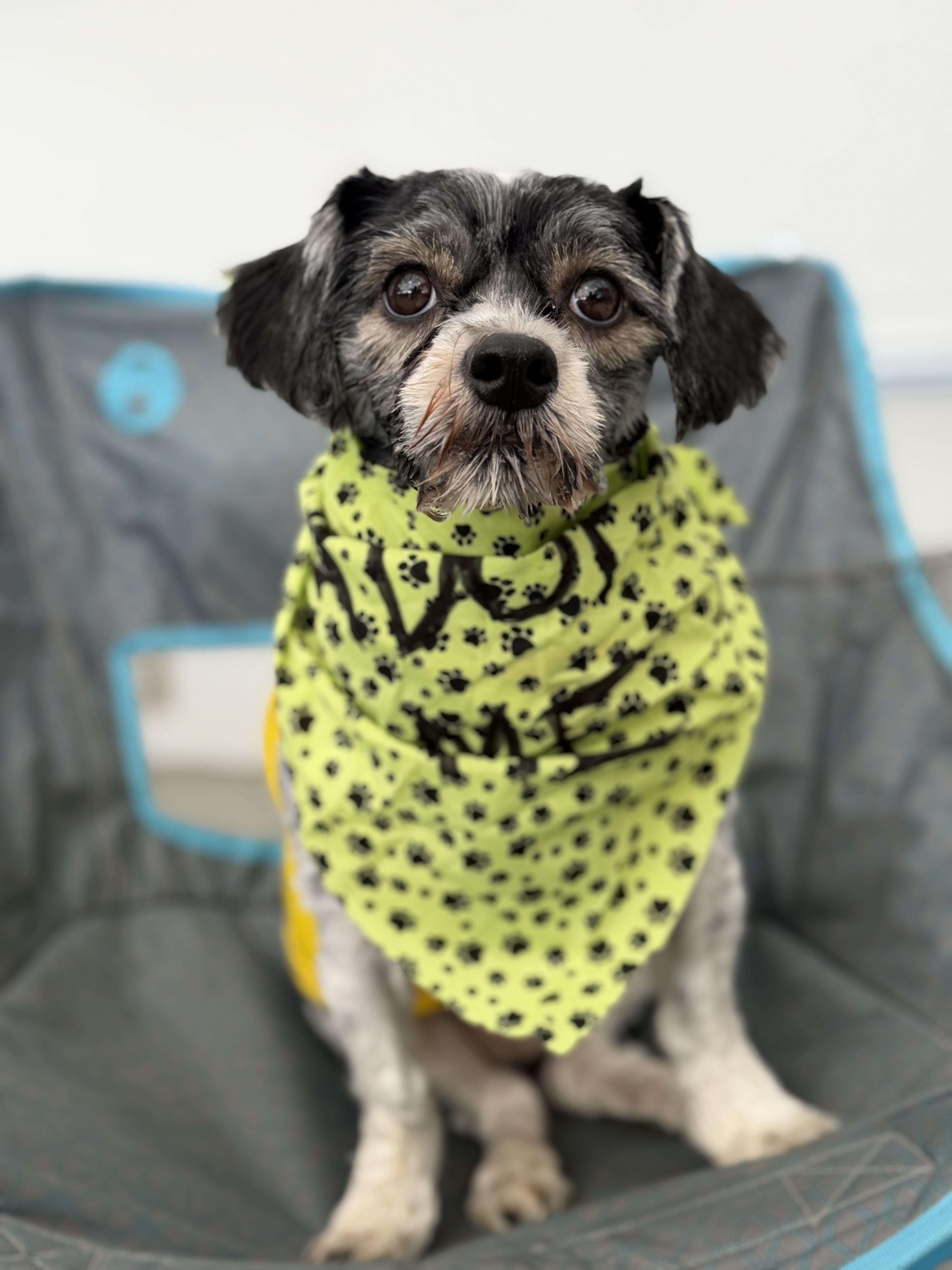 Augustus, Adoptable, Adult Male Shih Tzu.