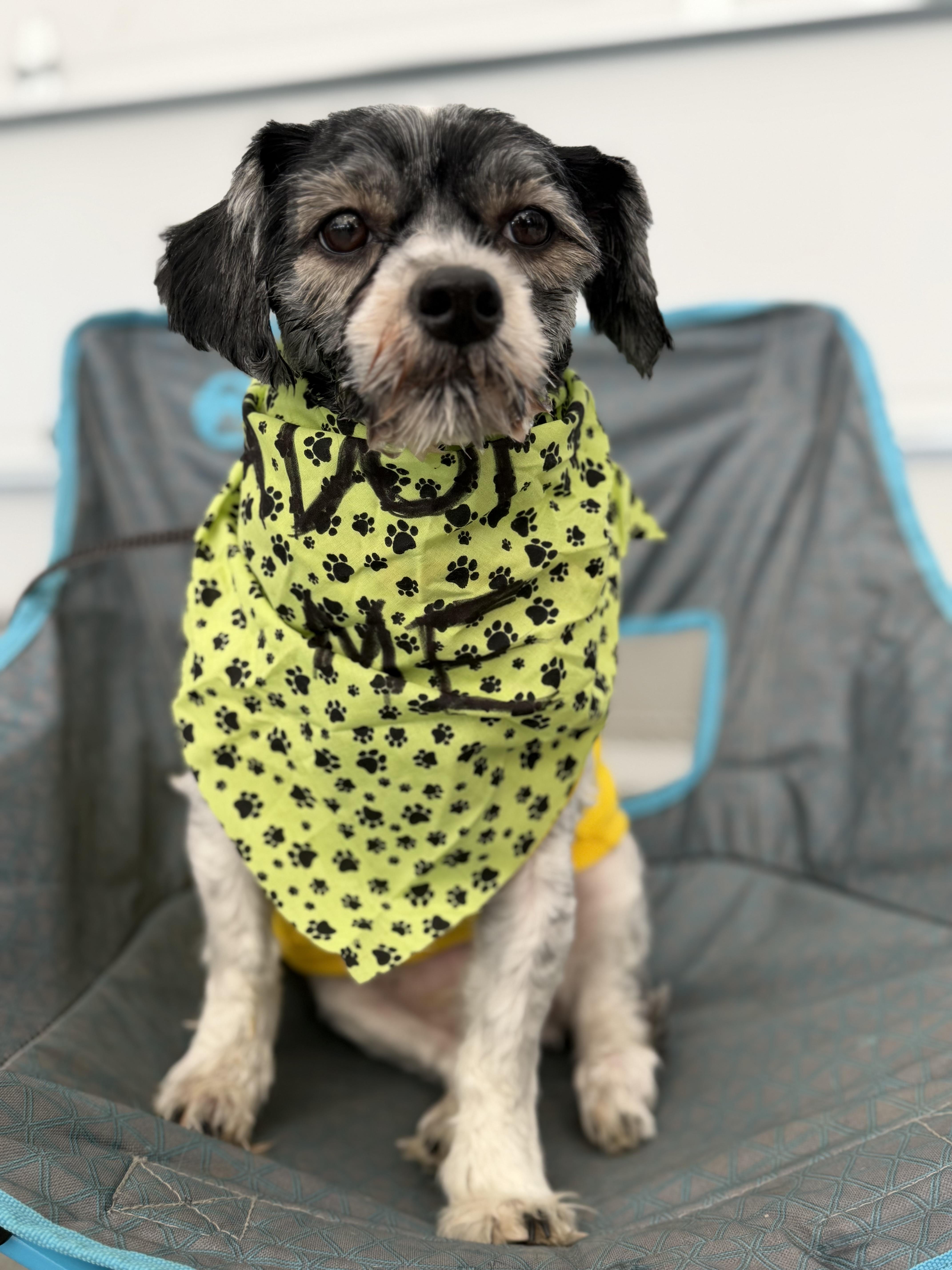 Enlarge Augustus, a Adoptable mixed breed in Delmar, NY image 2/5