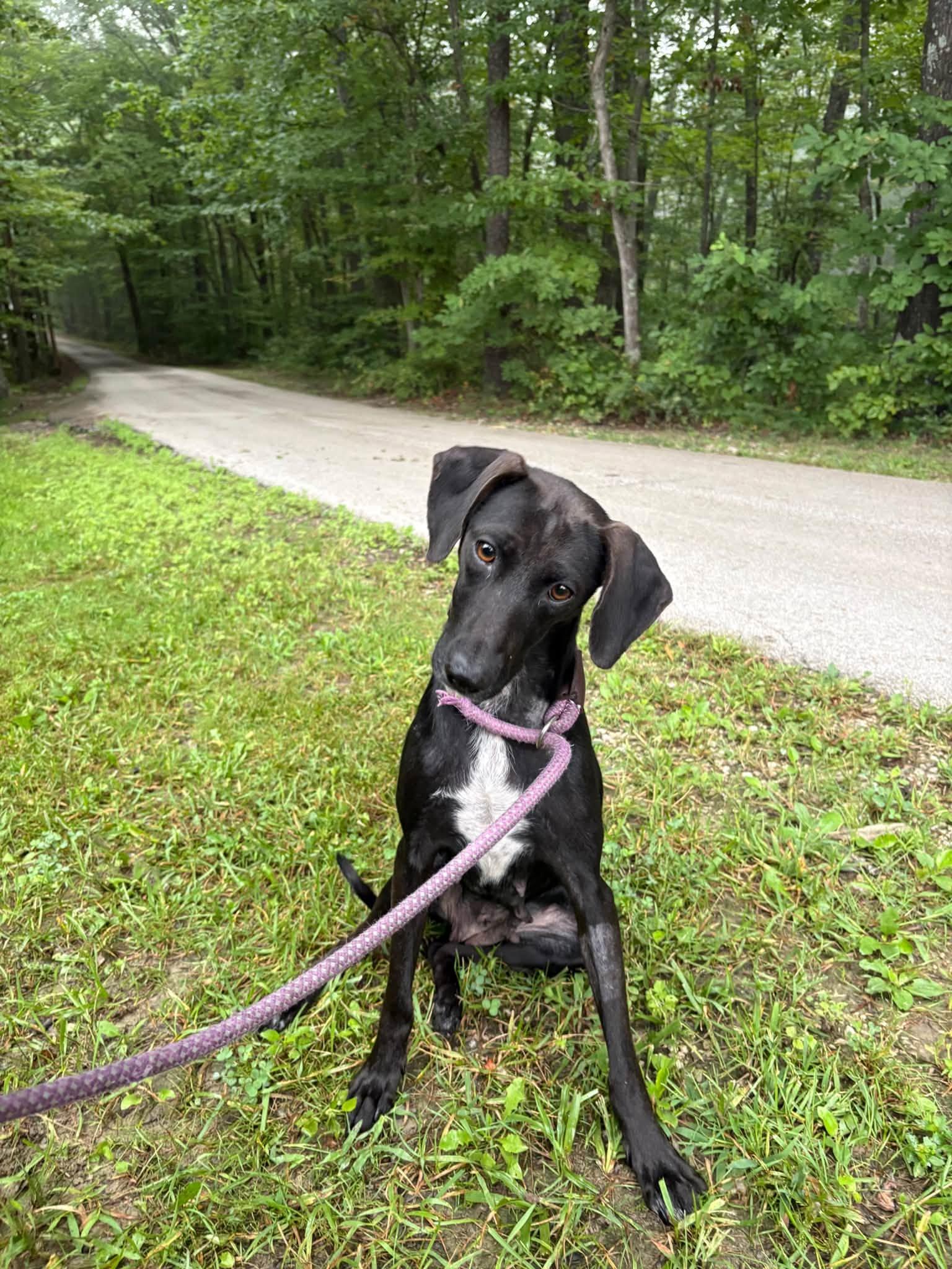 Raven, Adoptable, Adult Female Feist.