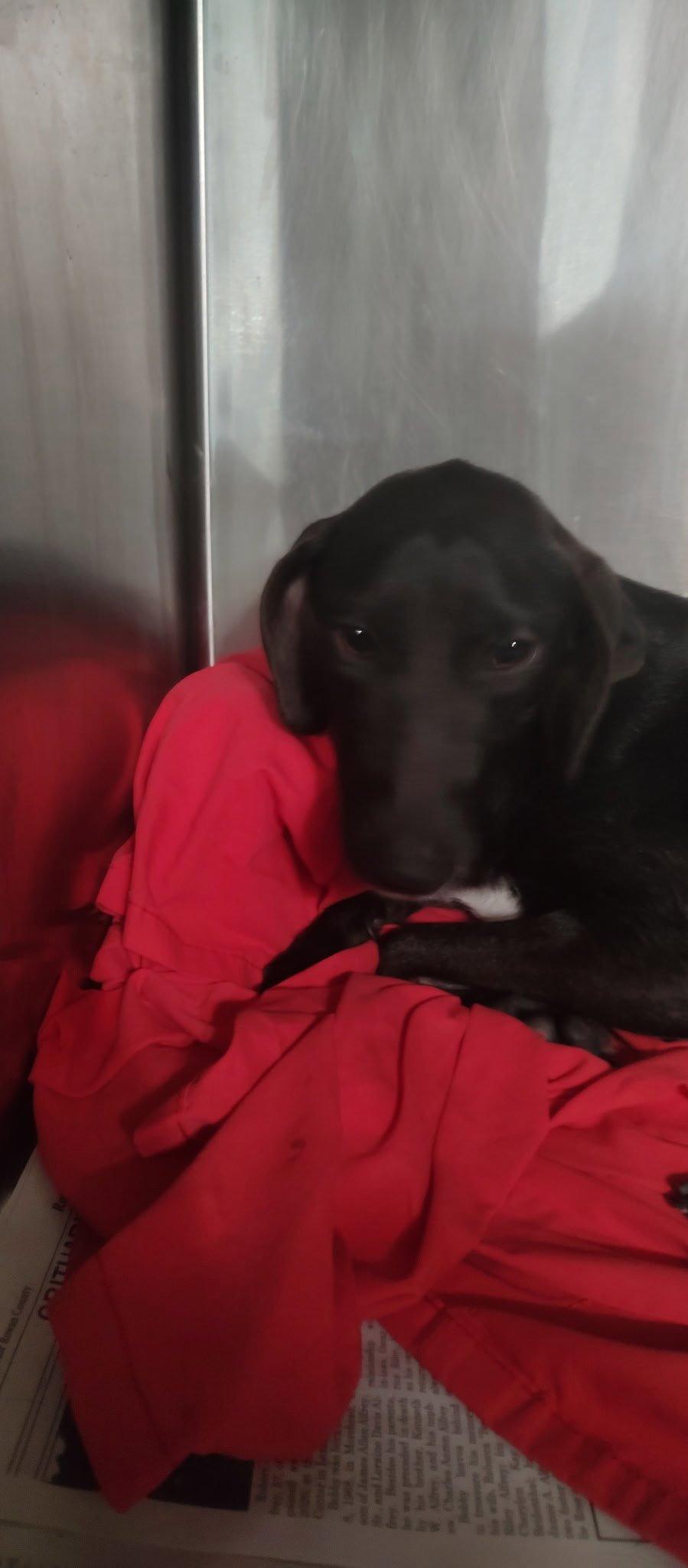Enlarge Raven, a Adoptable Feist in Frenchburg, KY image 2/2