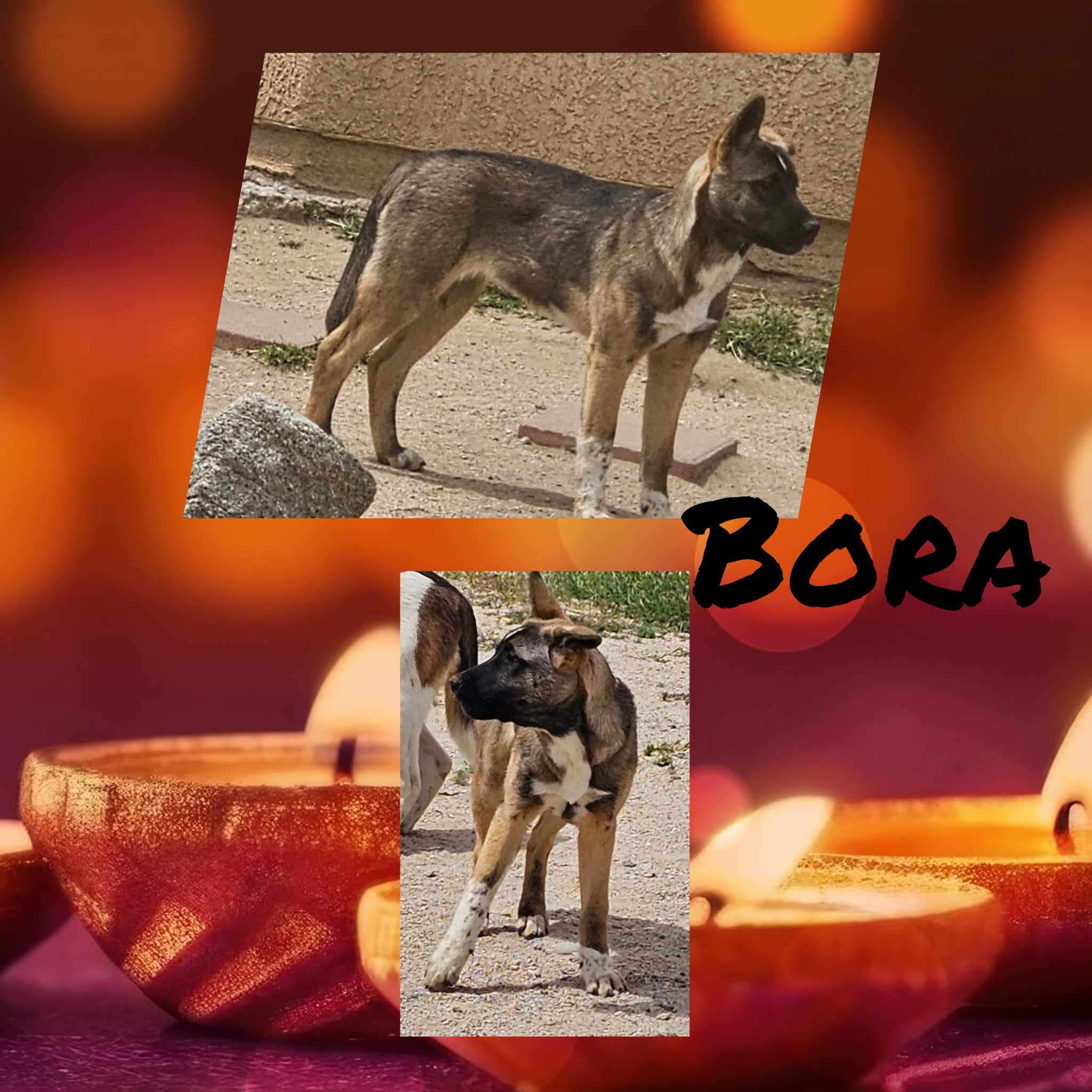 Enlarge Bora aka Lucy, a Adoptable mixed breed in Wrightwood, CA image 3/3