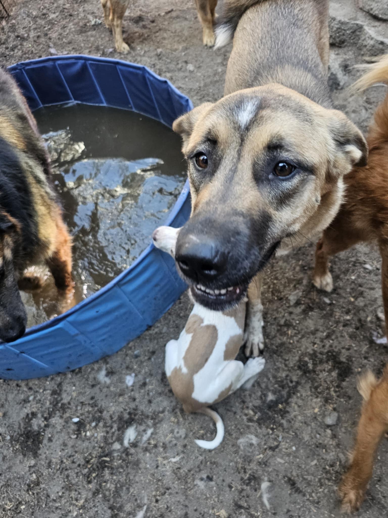Enlarge Bora aka Lucy, a Adoptable mixed breed in Wrightwood, CA image 1/3