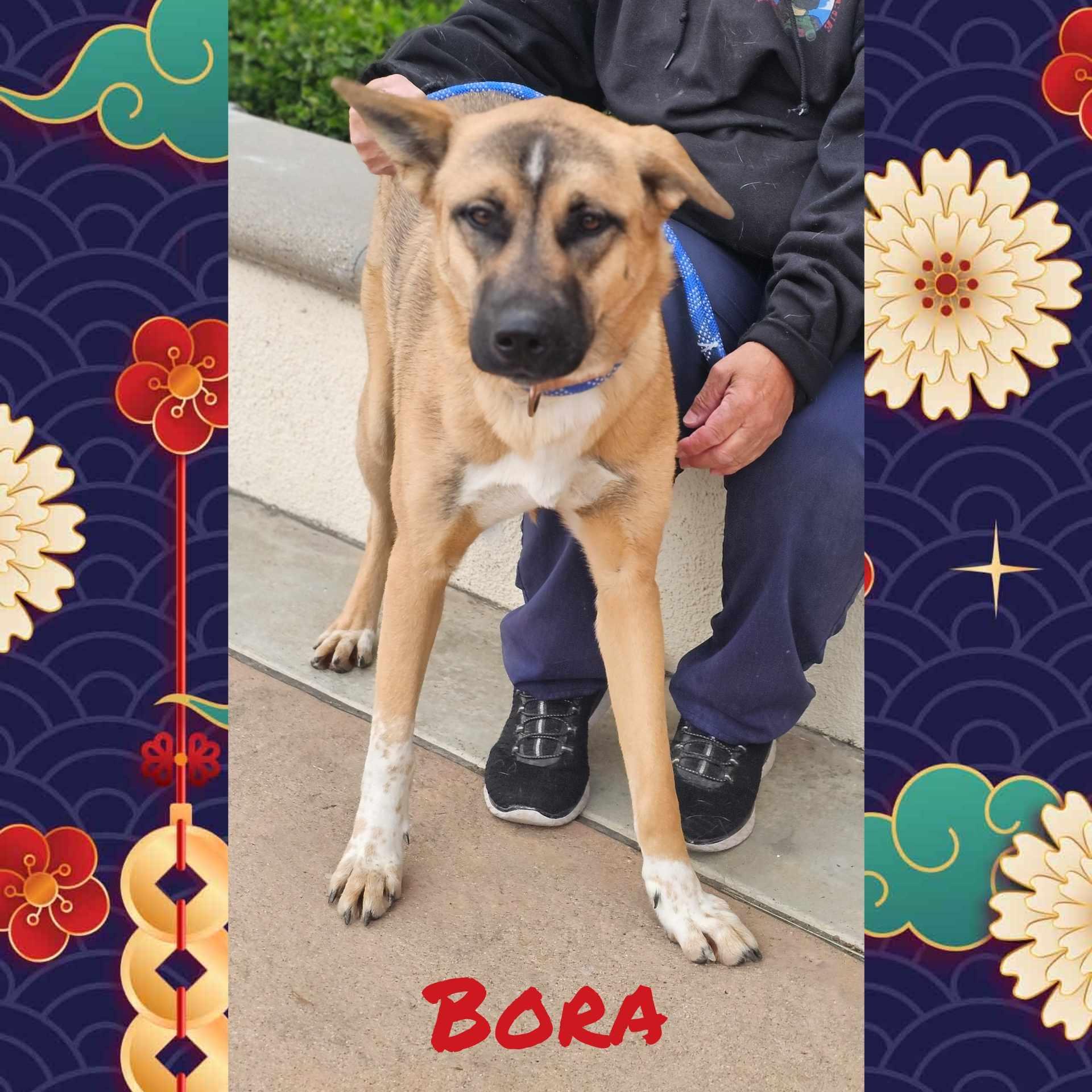 Enlarge Bora aka Lucy, a Adoptable mixed breed in Wrightwood, CA image 2/3