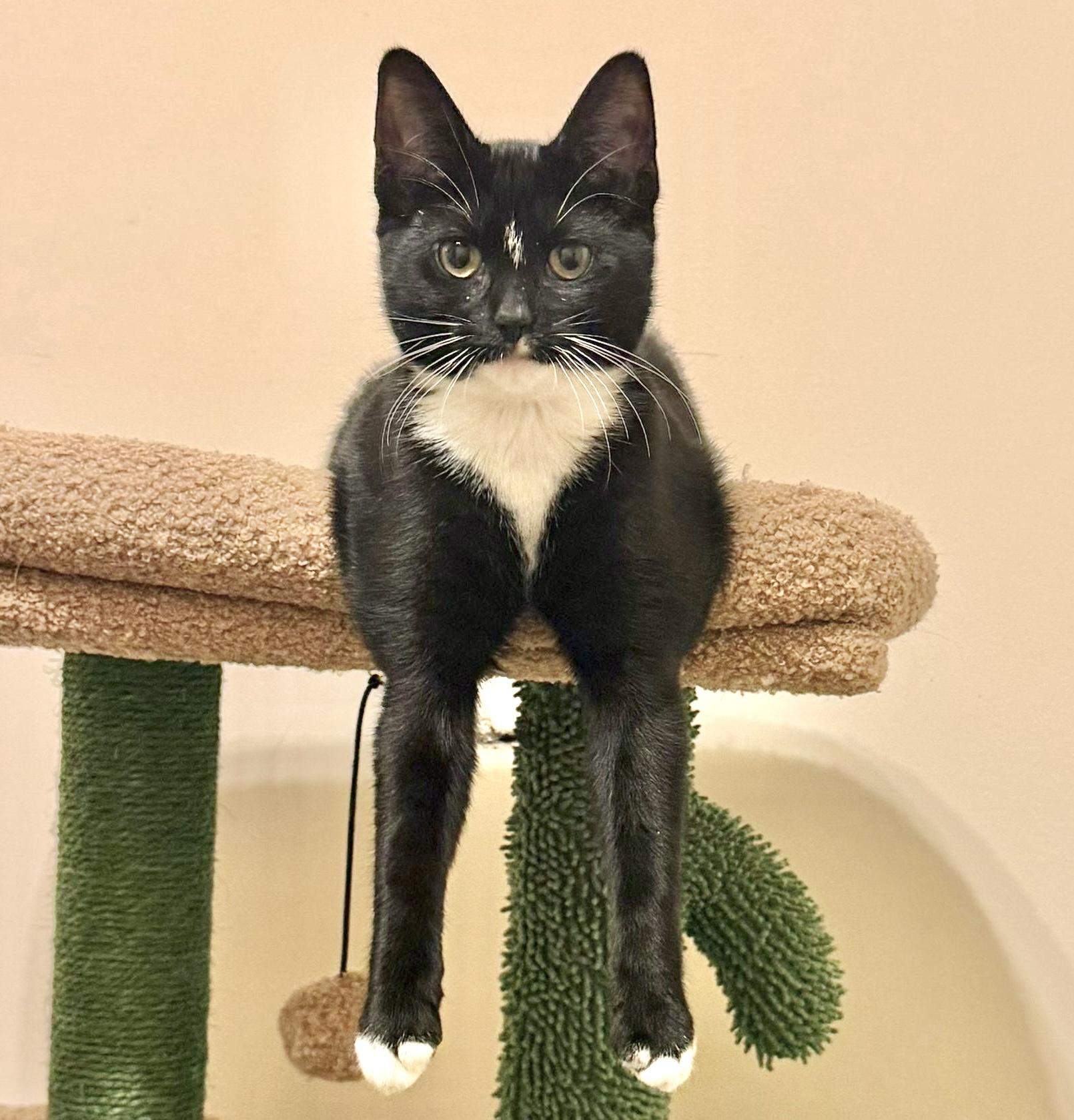 Penny, an adopted mixed breed in Brampton, ON image 4/6