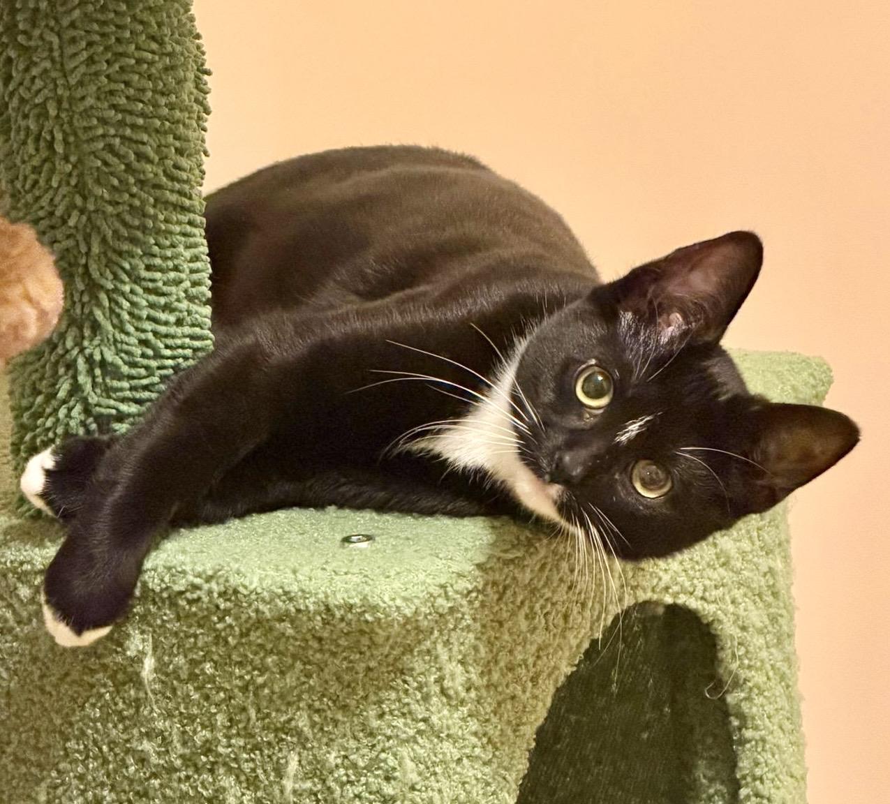 Penny, an adopted mixed breed in Brampton, ON image 3/6