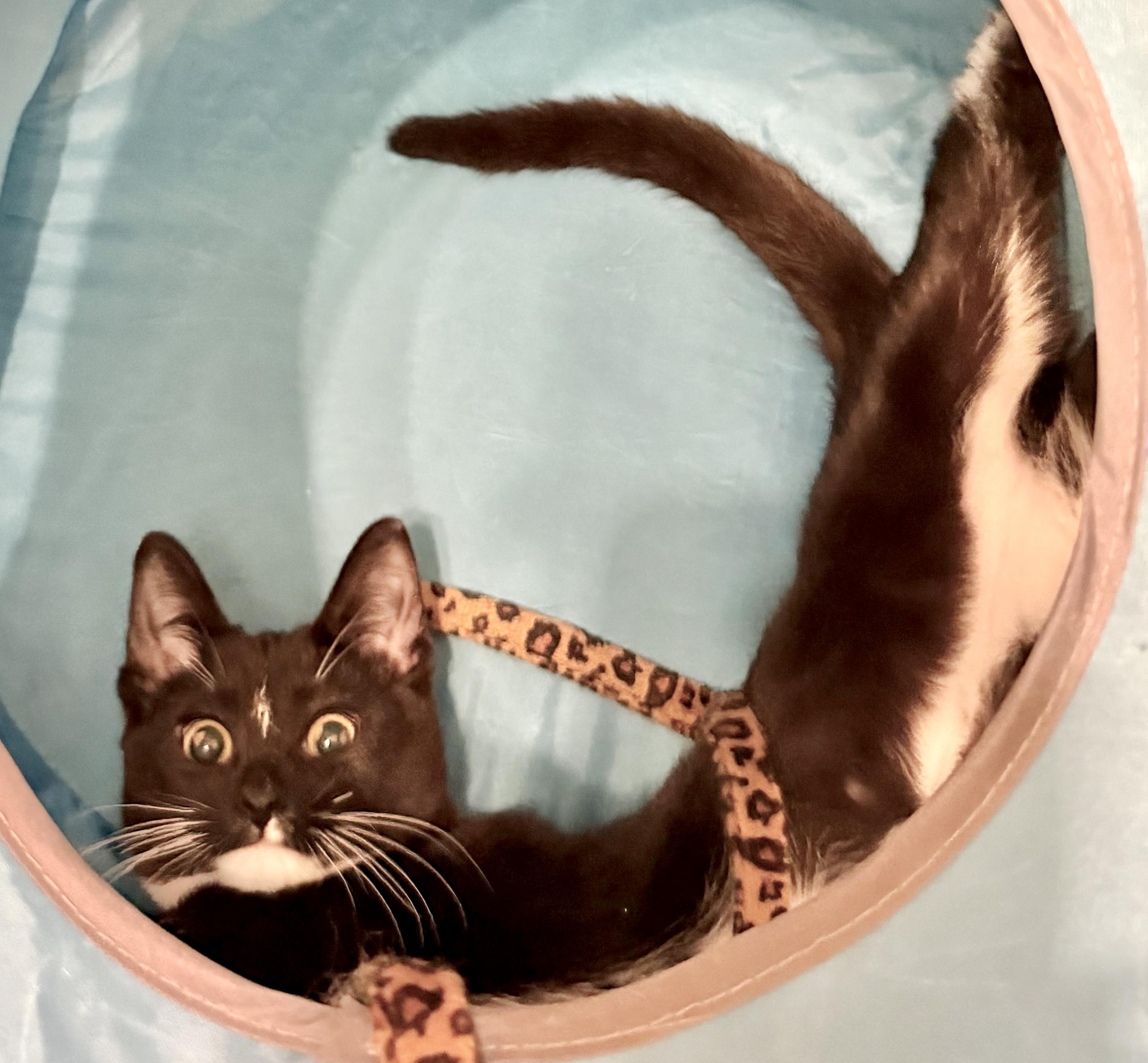 Penny, an adopted mixed breed in Brampton, ON image 5/6