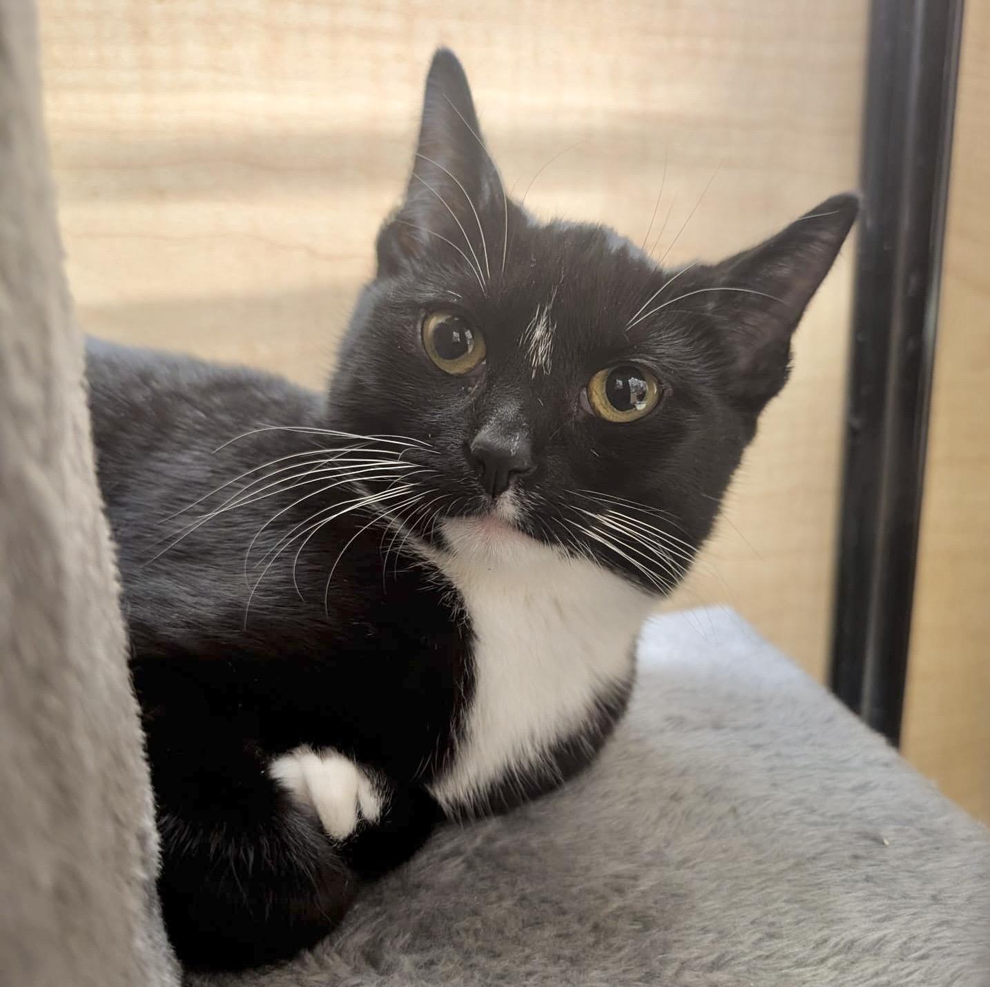 Penny, an adopted mixed breed in Brampton, ON image 1/6