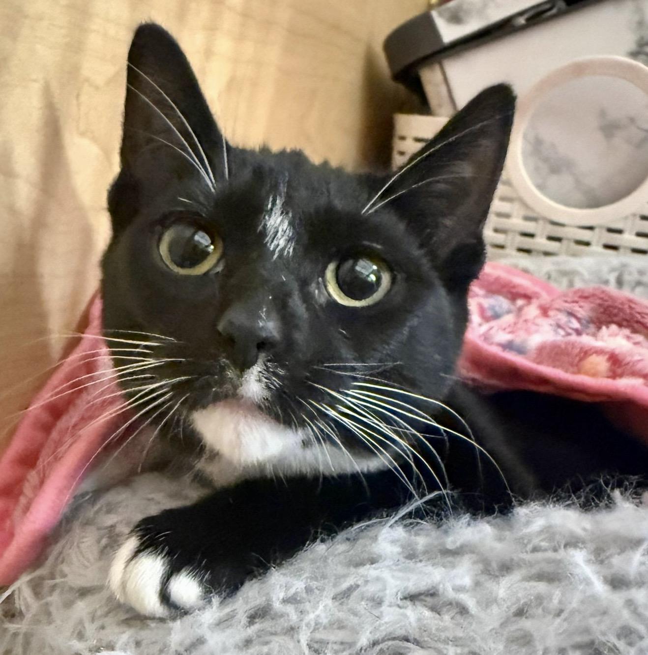 Penny, an adopted mixed breed in Brampton, ON image 2/6