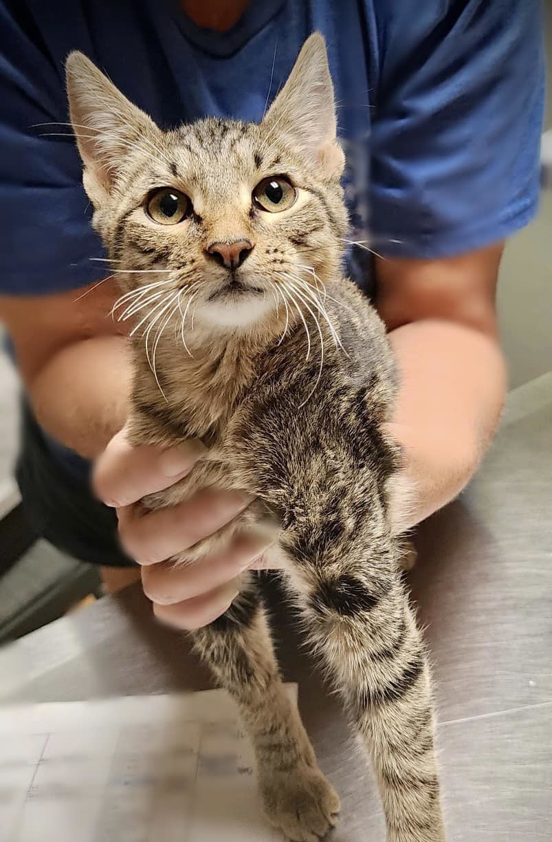 Pokemon, Adopted, Young Male Tabby.