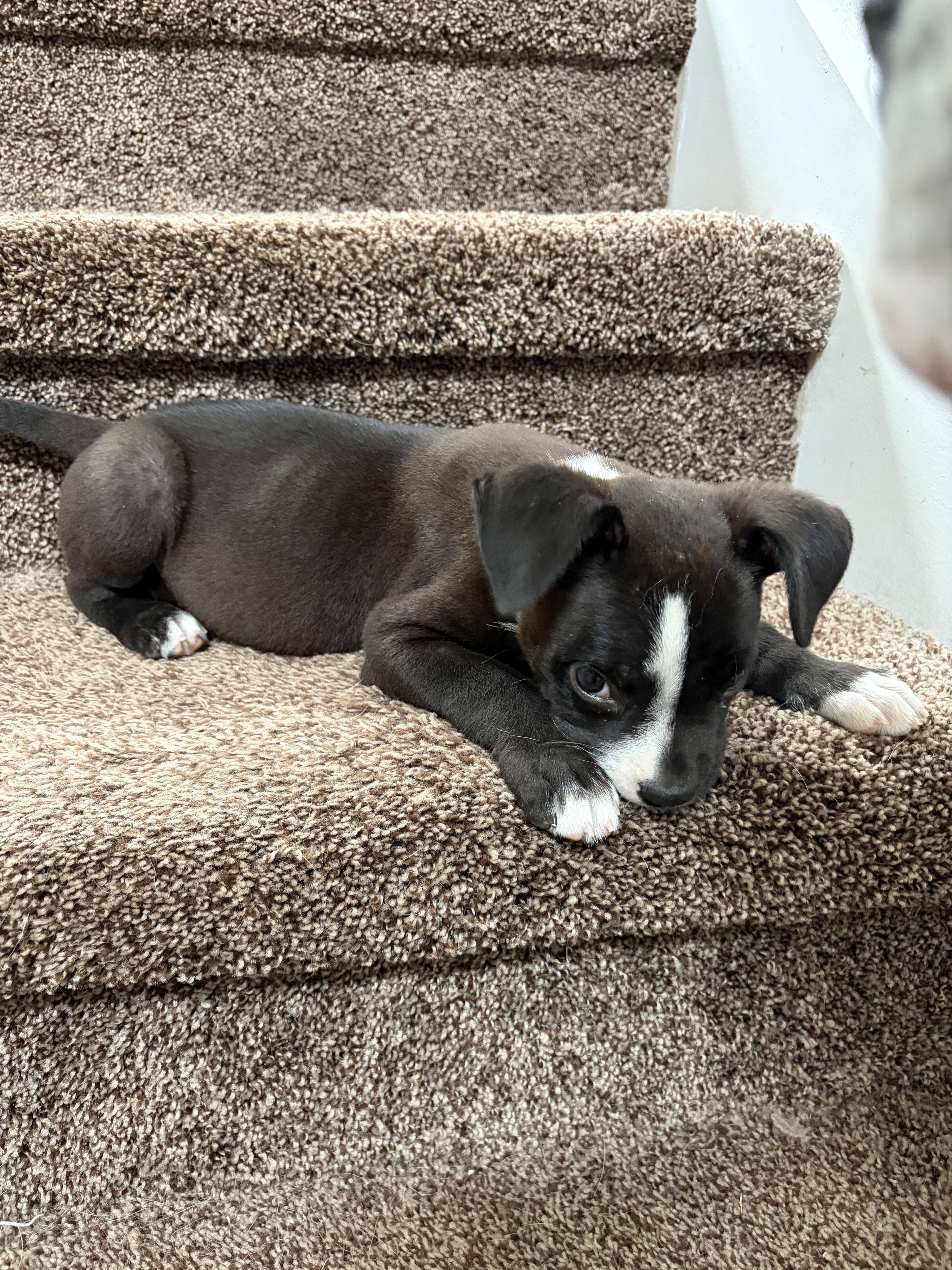 Enlarge Marcy, a Adopted mixed breed in Penryn, CA image 2/2