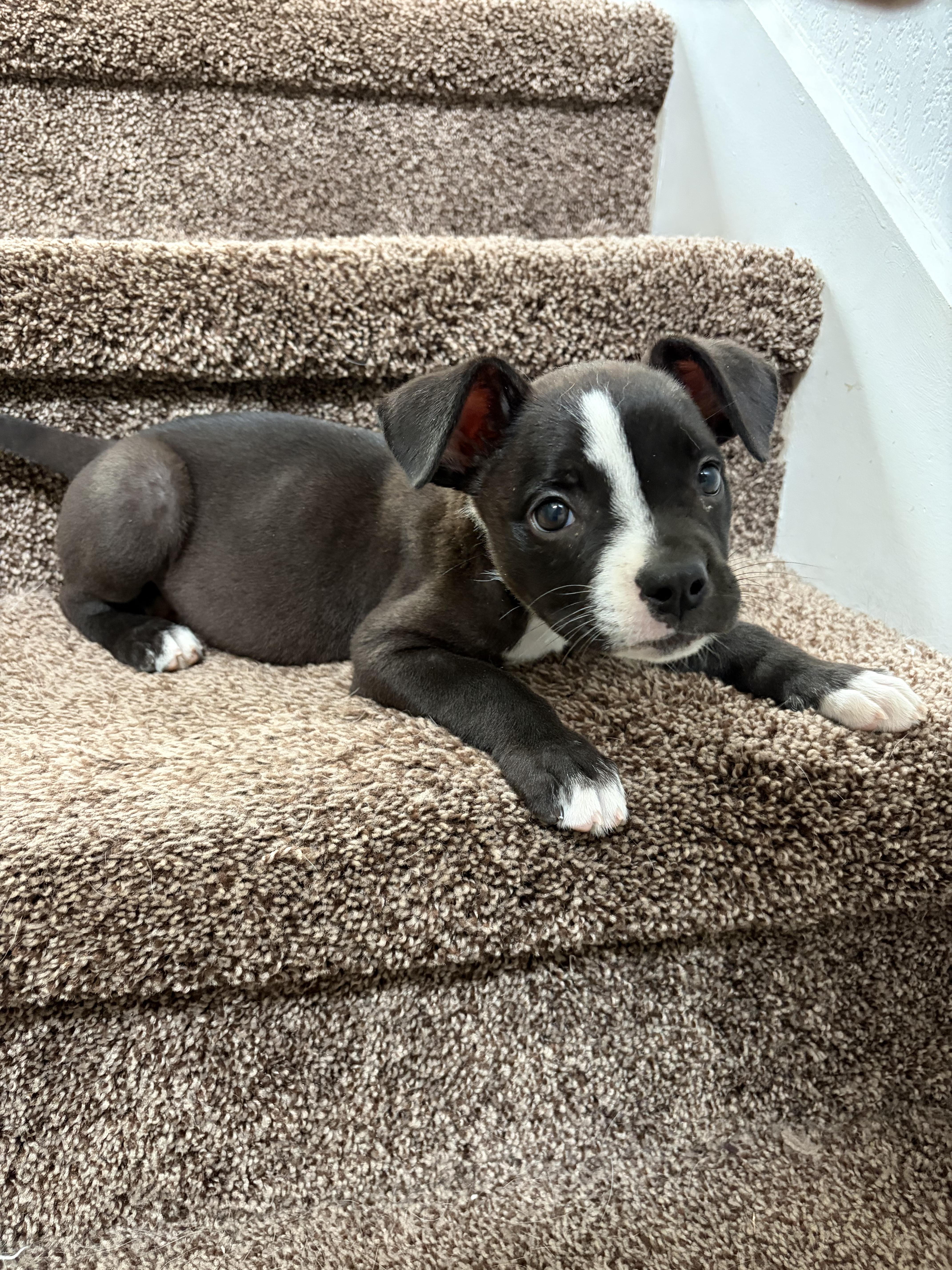 Marcy, Adoptable, Puppy Female Pit Bull Terrier.