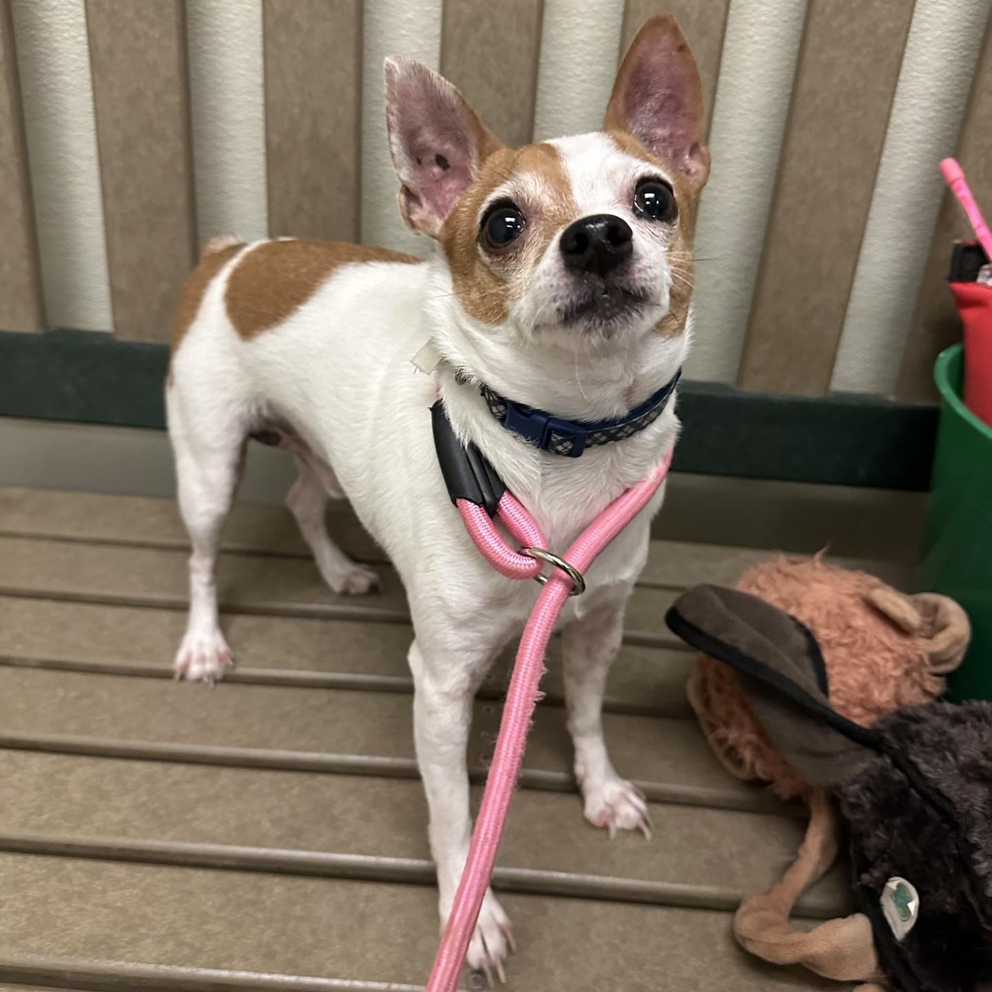 Zeus, adopted, Adult Male Chihuahua & Rat Terrier.