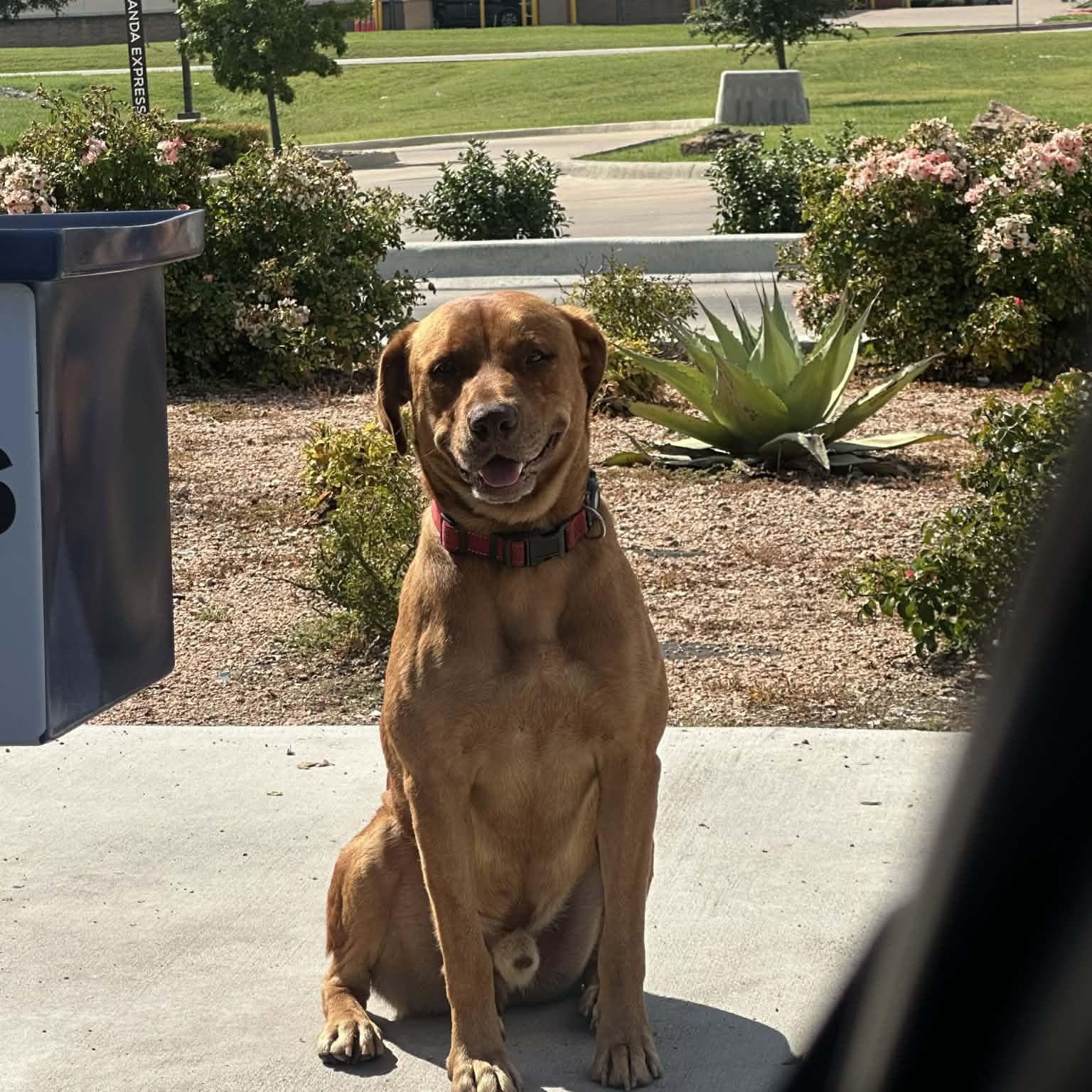 CARWASH BUDDY LIVES AT THE CARWASH, Adoptable, Young Male Labrador Retriever & Vizsla.
