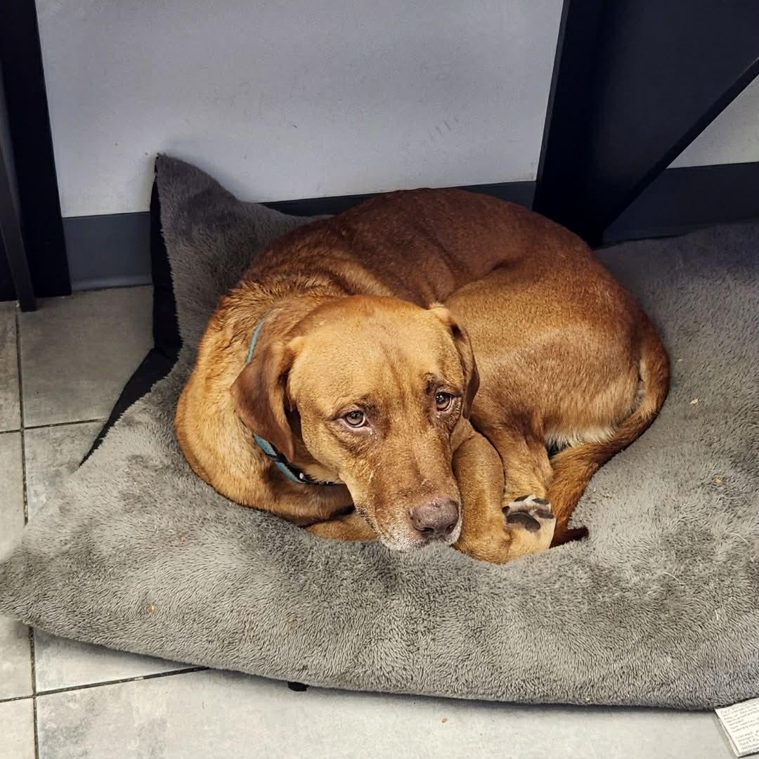 Enlarge CARWASH BUDDY LIVES AT THE CARWASH, a Adoptable mixed breed in Flower Mound, TX image 6/6