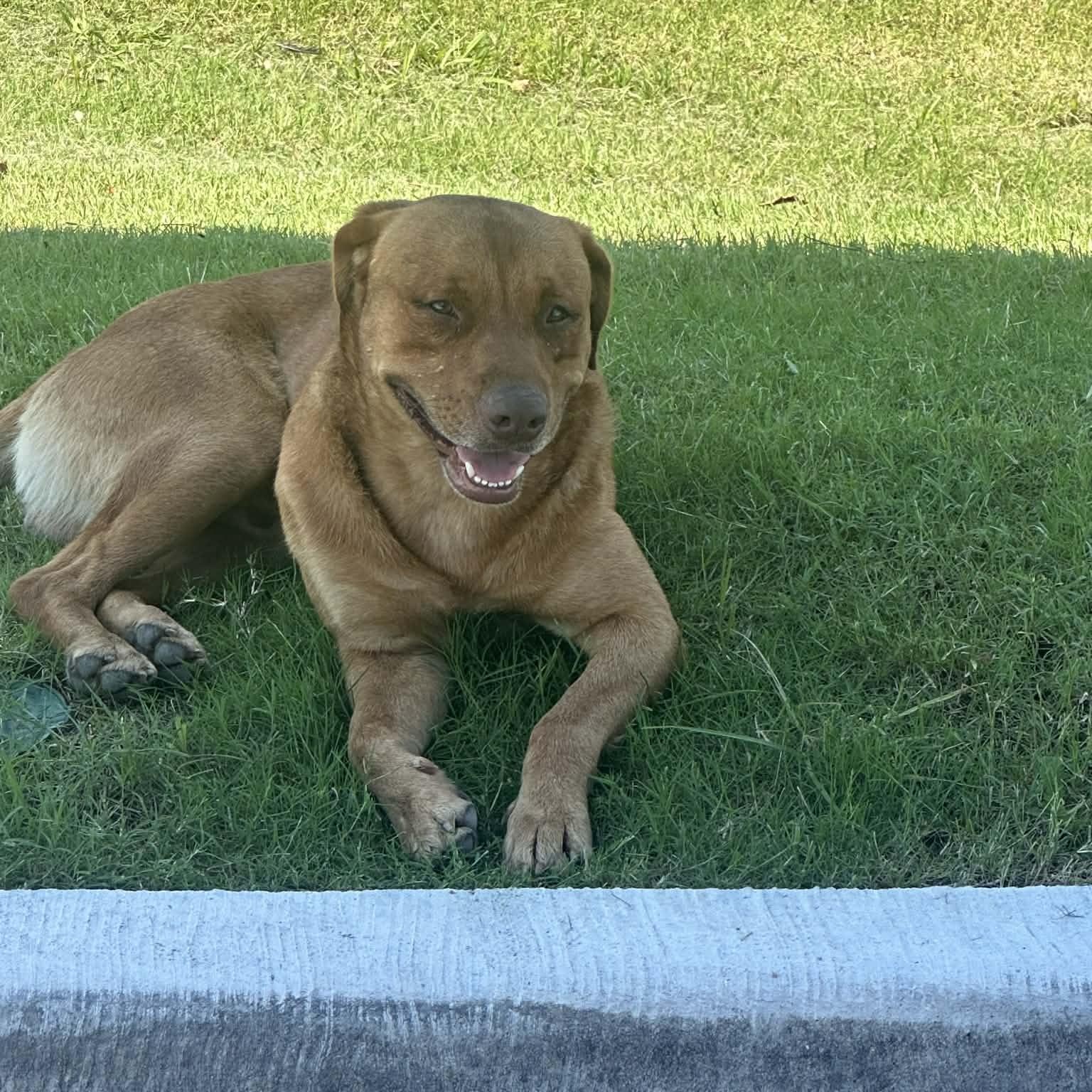 Enlarge CARWASH BUDDY LIVES AT THE CARWASH, a Adoptable mixed breed in Flower Mound, TX image 4/6