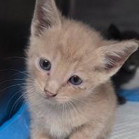 Lemon, Adoptable, Kitten Male Domestic Short Hair & Domestic Short Hair.